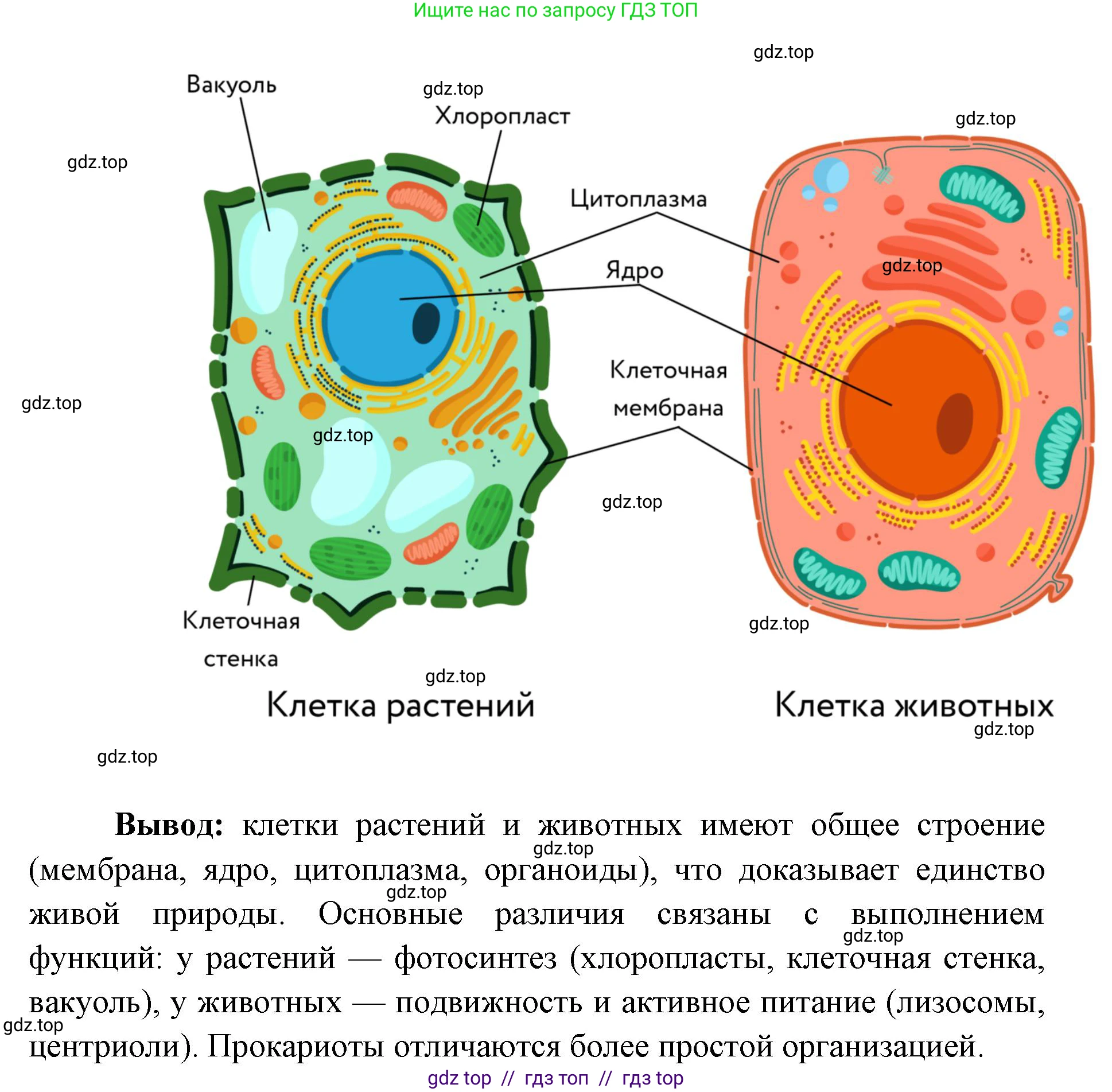 Биология, 9 класс рабочая тетрадь, авторы: Пасечник Владимир Васильевич, Швецов Глеб Геннадьевич, издательство Просвещение, Москва, 2019, страница 21, номер 8, Решение (продолжение 2)