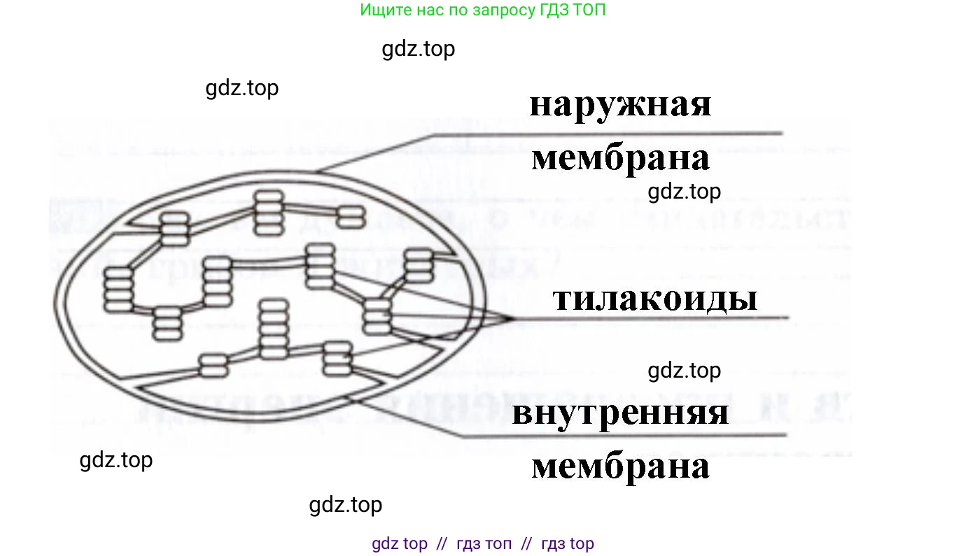 Биология, 9 класс рабочая тетрадь, авторы: Пасечник Владимир Васильевич, Швецов Глеб Геннадьевич, издательство Просвещение, Москва, 2019, страница 22, номер 4, Решение (продолжение 2)
