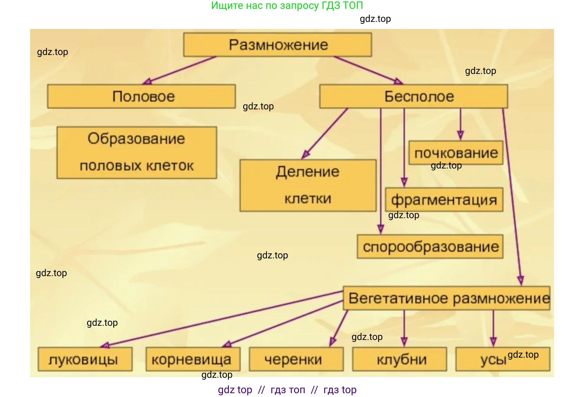 Биология, 9 класс рабочая тетрадь, авторы: Пасечник Владимир Васильевич, Швецов Глеб Геннадьевич, издательство Просвещение, Москва, 2019, страница 32, номер 3, Решение (продолжение 2)