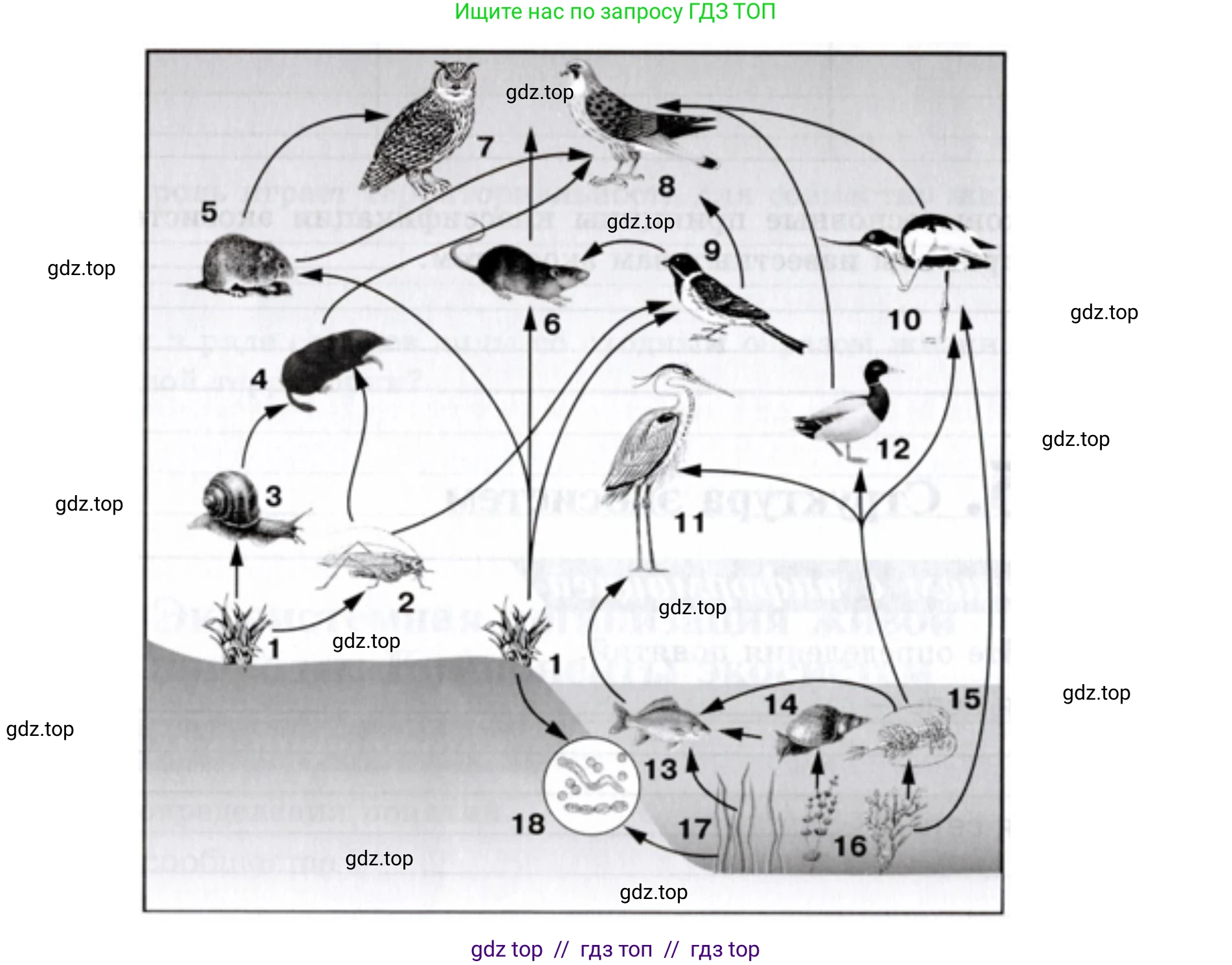 Биология, 9 класс рабочая тетрадь, авторы: Пасечник Владимир Васильевич, Швецов Глеб Геннадьевич, издательство Просвещение, Москва, 2019, страница 114, номер 2, Решение (продолжение 2)