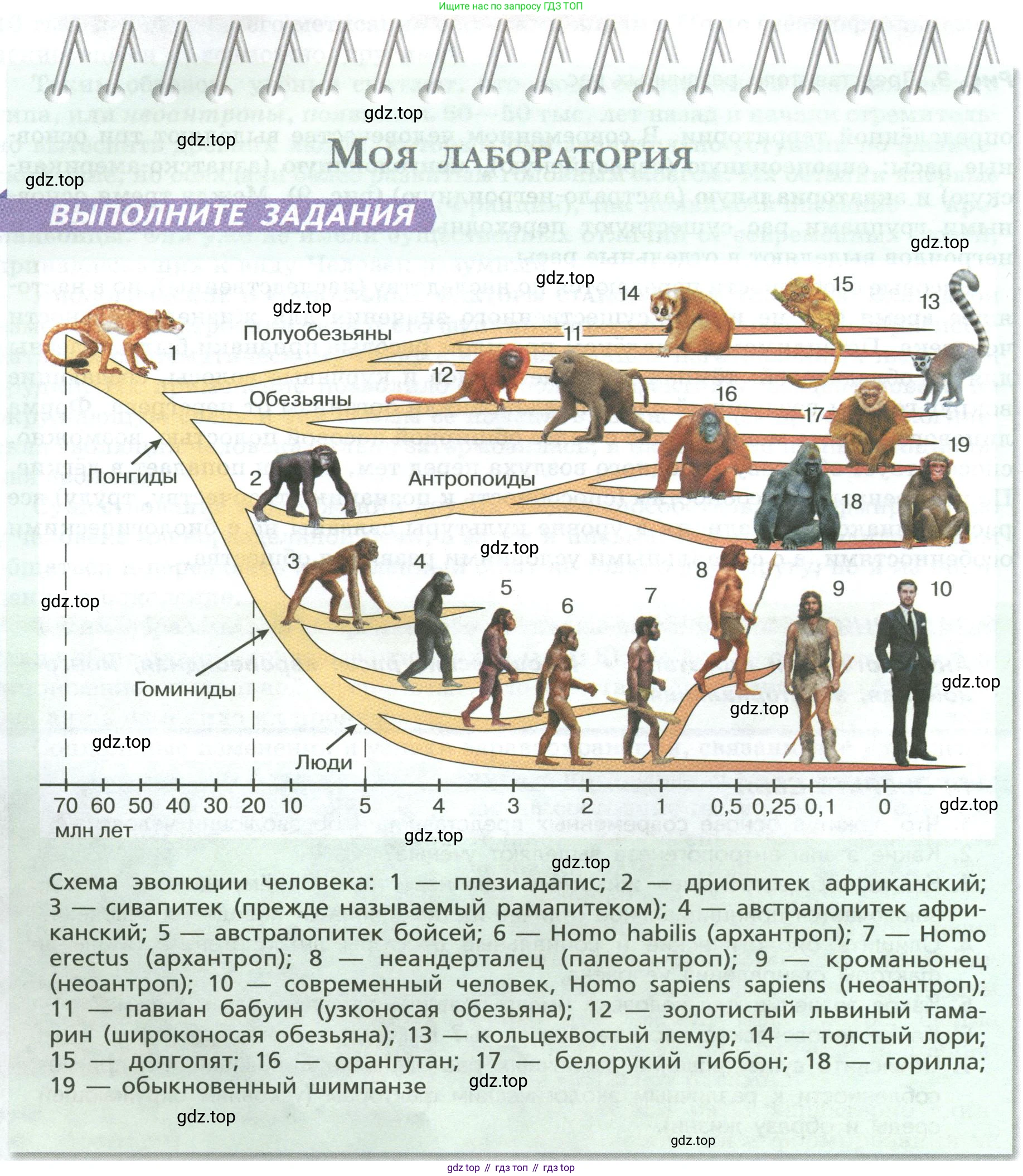 Биология, 9 класс Учебник, авторы: Пасечник Владимир Васильевич, Каменский Андрей Александрович, Швецов Глеб Геннадьевич, Гапонюк Зоя Георгиевна, издательство Просвещение, Москва, 2023, белого цвета, страница 22, Условие