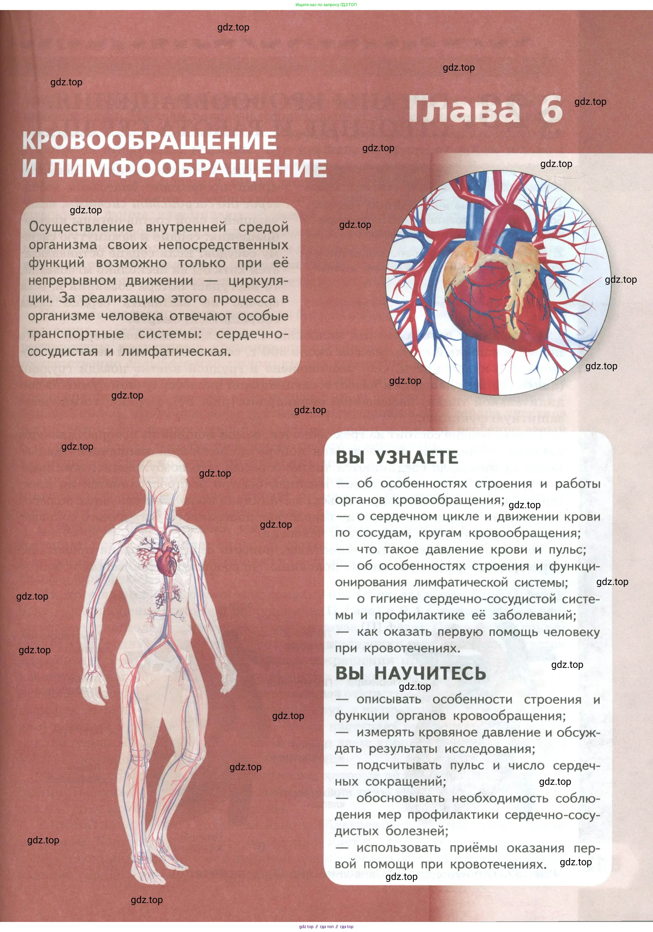 Биология, 9 класс Учебник, авторы: Пасечник Владимир Васильевич, Каменский Андрей Александрович, Швецов Глеб Геннадьевич, Гапонюк Зоя Георгиевна, издательство Просвещение, Москва, 2023, белого цвета, страница 111