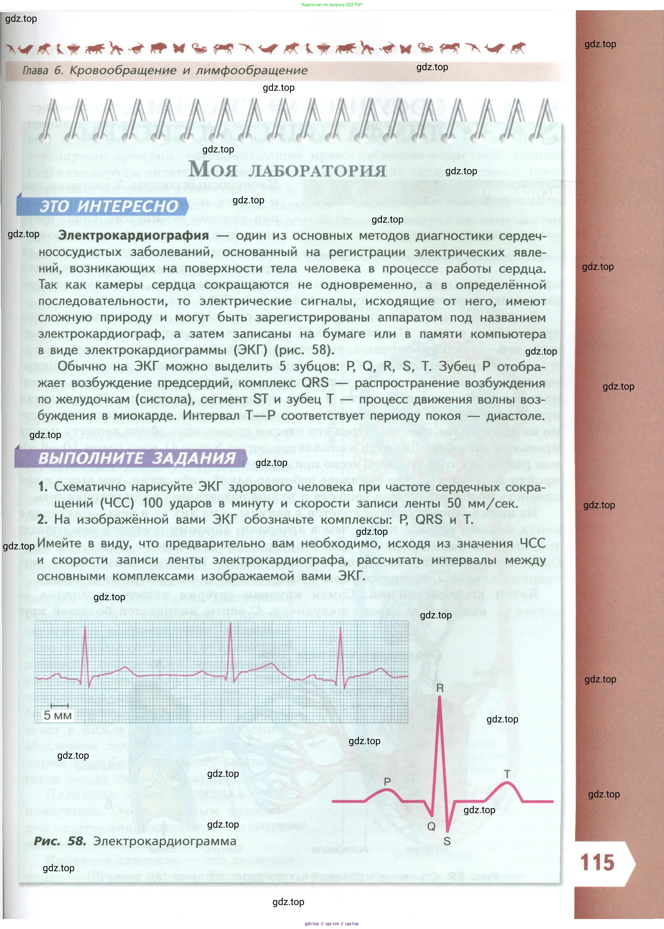 Биология, 9 класс Учебник, авторы: Пасечник Владимир Васильевич, Каменский Андрей Александрович, Швецов Глеб Геннадьевич, Гапонюк Зоя Георгиевна, издательство Просвещение, Москва, 2023, белого цвета, страница 115