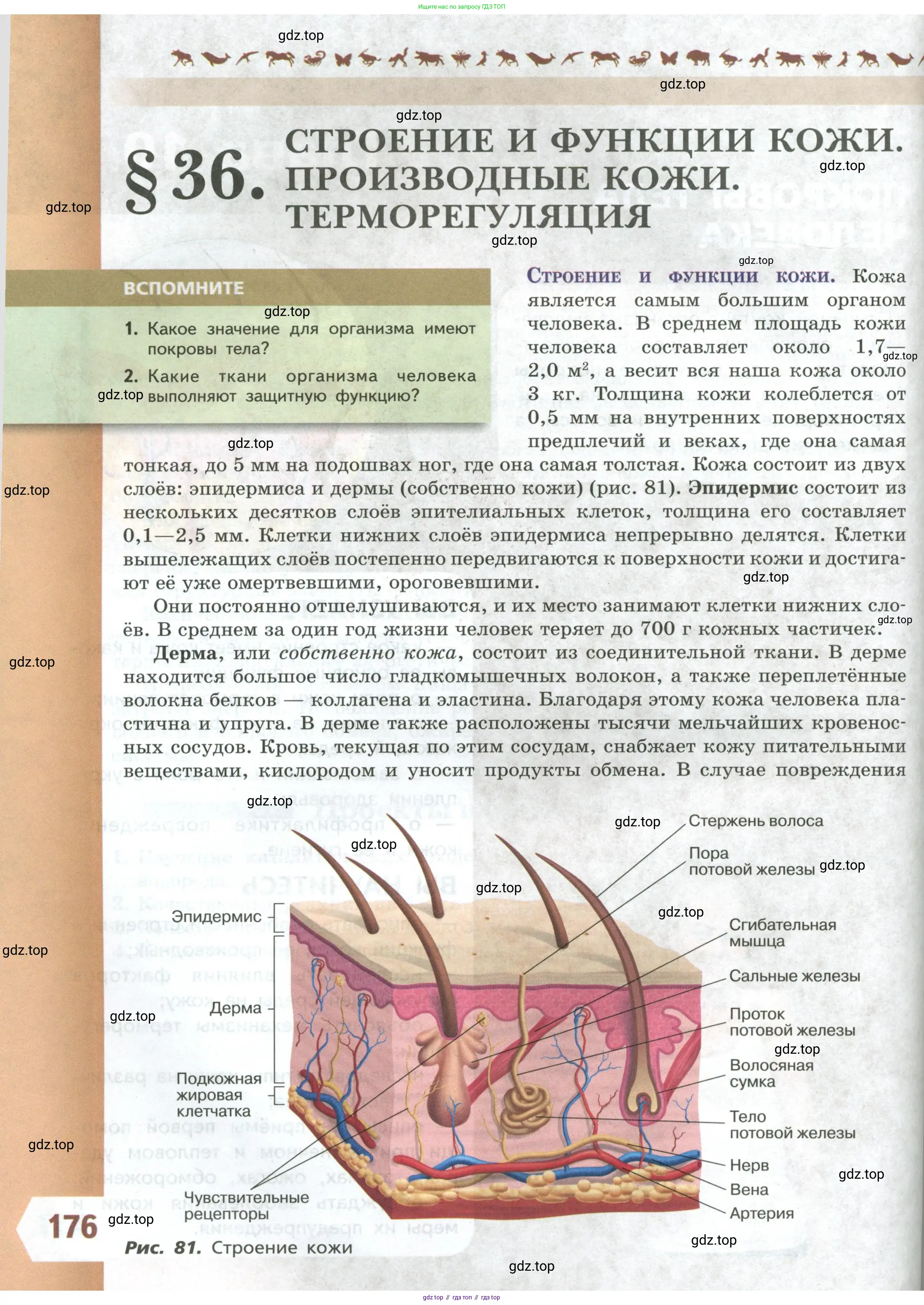 Биология, 9 класс Учебник, авторы: Пасечник Владимир Васильевич, Каменский Андрей Александрович, Швецов Глеб Геннадьевич, Гапонюк Зоя Георгиевна, издательство Просвещение, Москва, 2023, белого цвета, страница 176