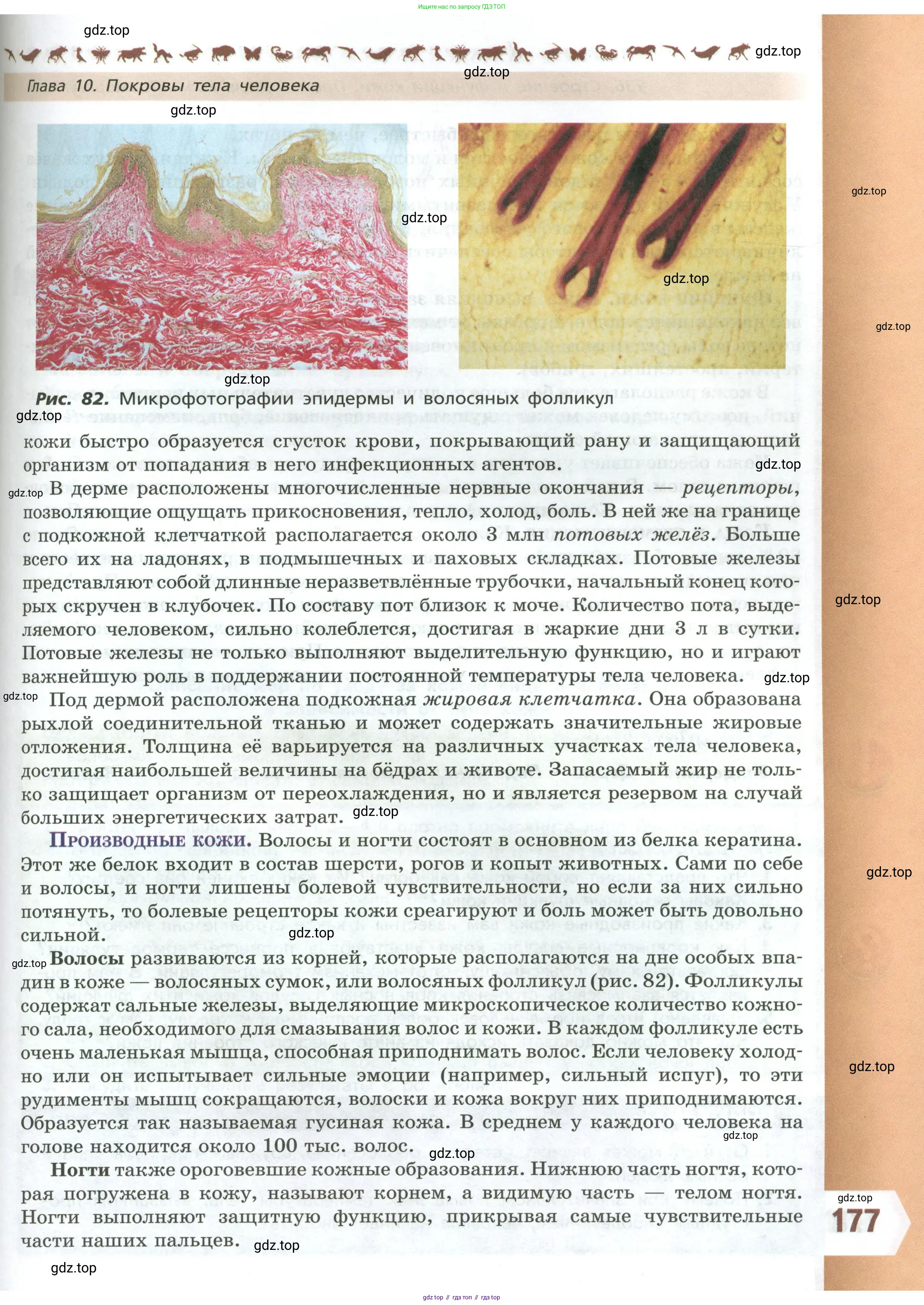 Биология, 9 класс Учебник, авторы: Пасечник Владимир Васильевич, Каменский Андрей Александрович, Швецов Глеб Геннадьевич, Гапонюк Зоя Георгиевна, издательство Просвещение, Москва, 2023, белого цвета, страница 177