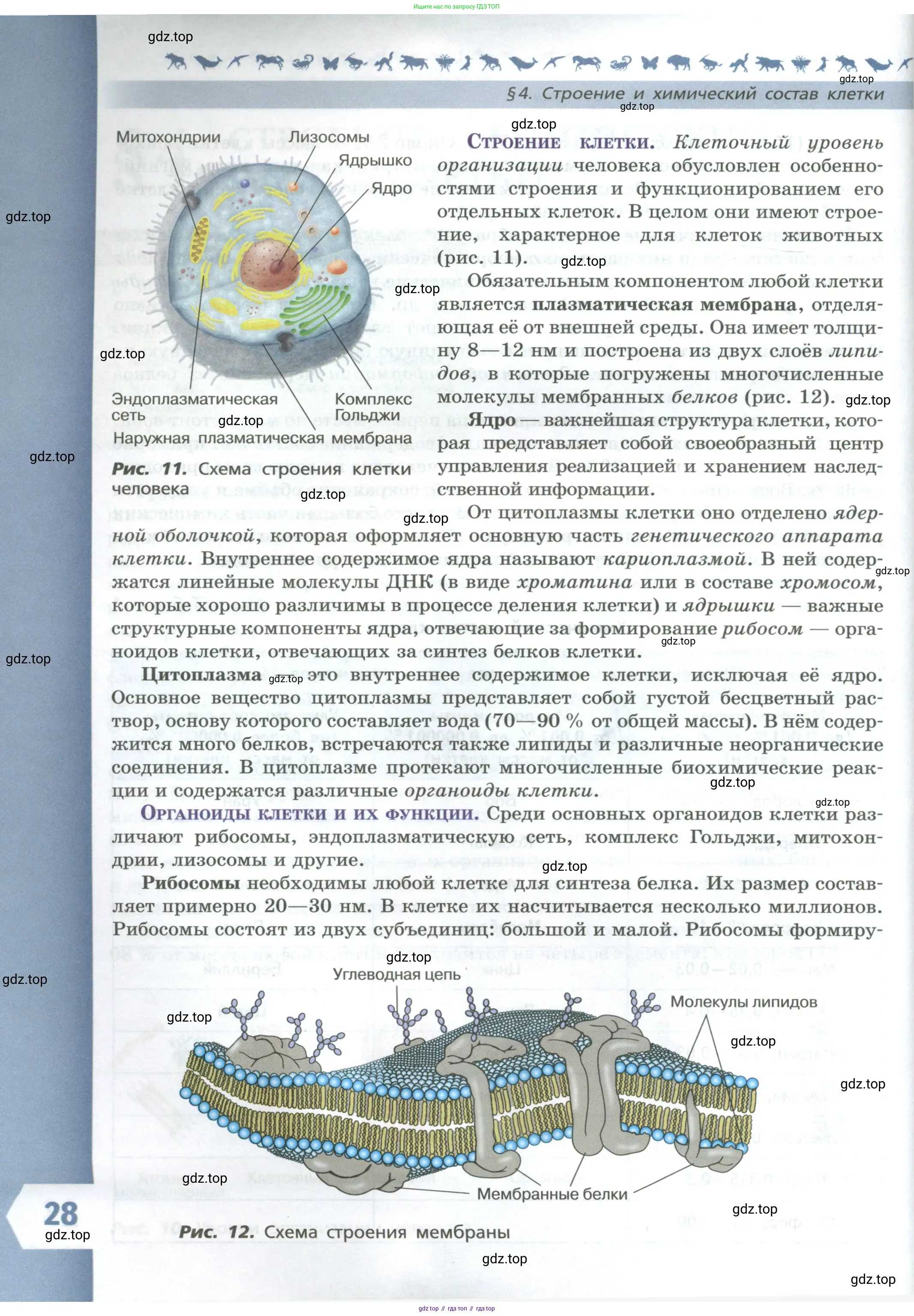 Биология, 9 класс Учебник, авторы: Пасечник Владимир Васильевич, Каменский Андрей Александрович, Швецов Глеб Геннадьевич, Гапонюк Зоя Георгиевна, издательство Просвещение, Москва, 2023, белого цвета, страница 28