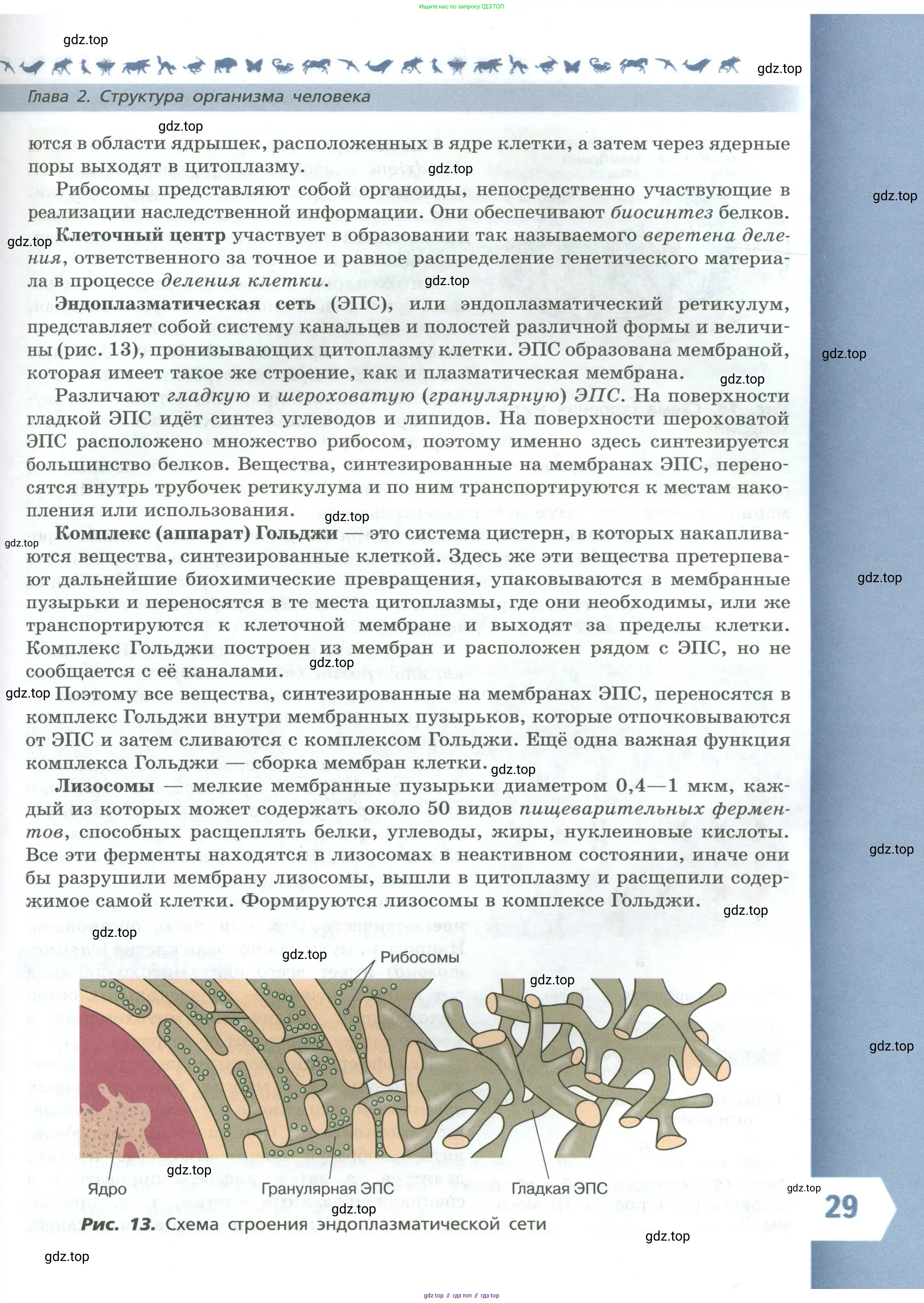 Биология, 9 класс Учебник, авторы: Пасечник Владимир Васильевич, Каменский Андрей Александрович, Швецов Глеб Геннадьевич, Гапонюк Зоя Георгиевна, издательство Просвещение, Москва, 2023, белого цвета, страница 29