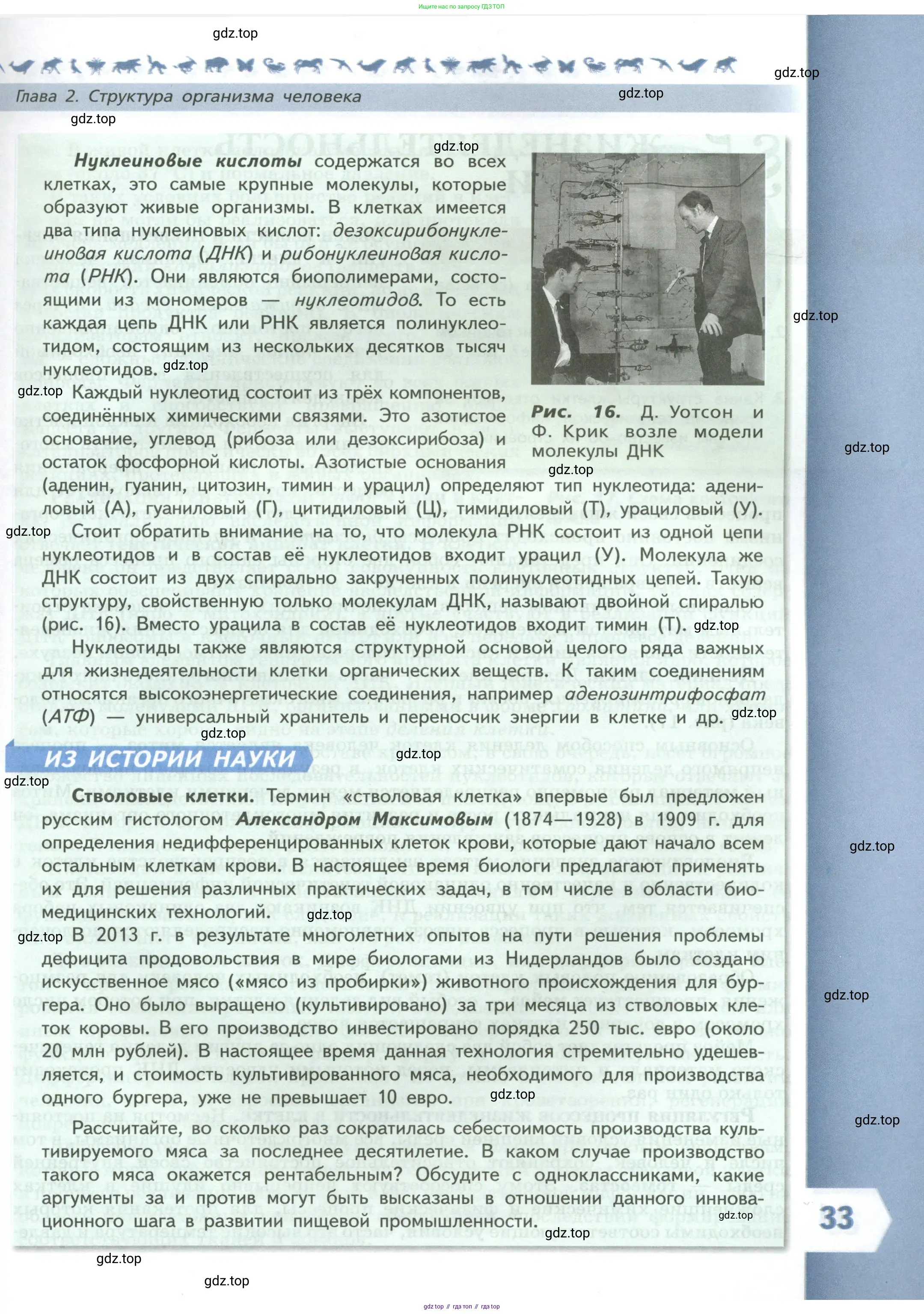Биология, 9 класс Учебник, авторы: Пасечник Владимир Васильевич, Каменский Андрей Александрович, Швецов Глеб Геннадьевич, Гапонюк Зоя Георгиевна, издательство Просвещение, Москва, 2023, белого цвета, страница 33