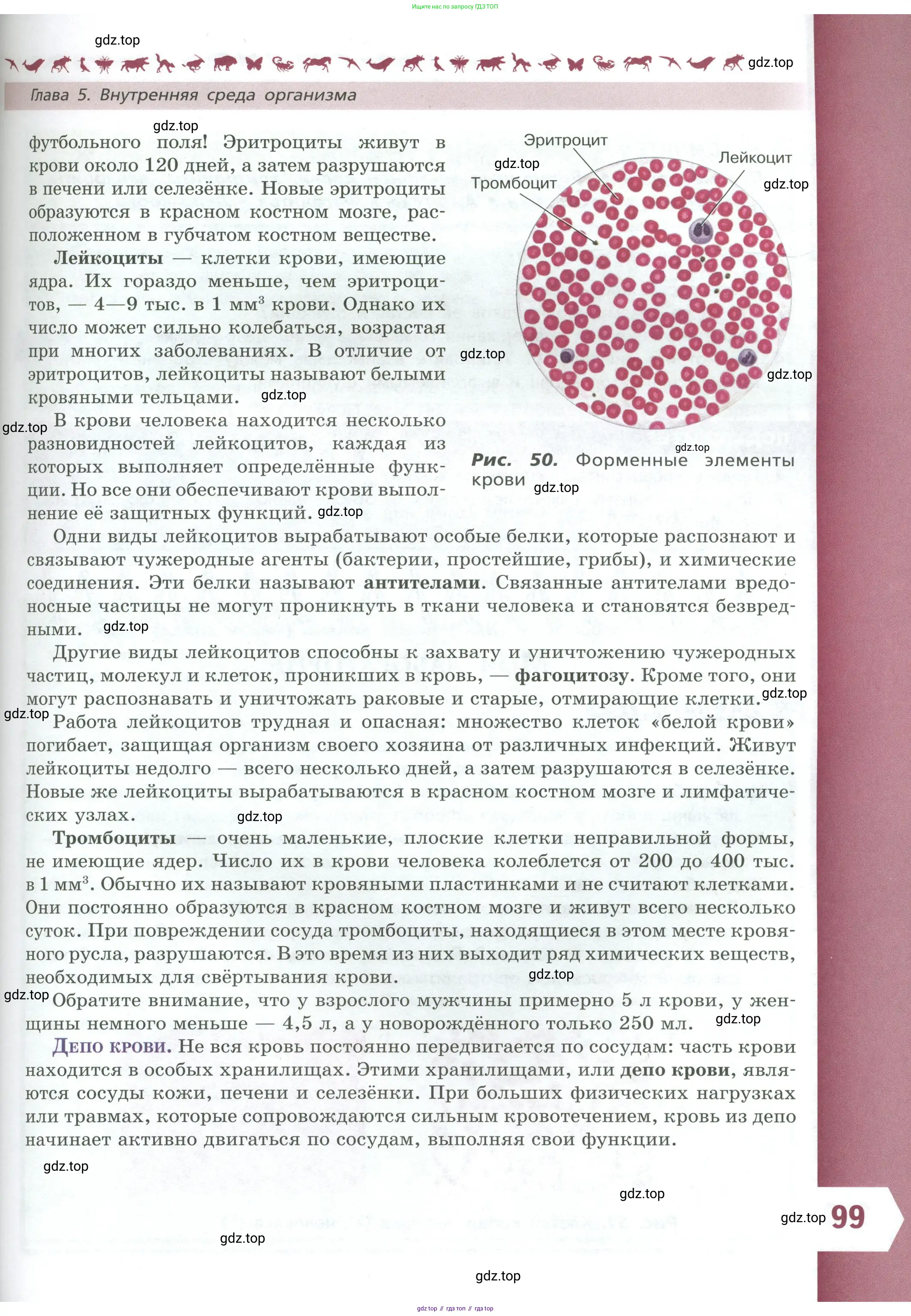Биология, 9 класс Учебник, авторы: Пасечник Владимир Васильевич, Каменский Андрей Александрович, Швецов Глеб Геннадьевич, Гапонюк Зоя Георгиевна, издательство Просвещение, Москва, 2023, белого цвета, страница 99