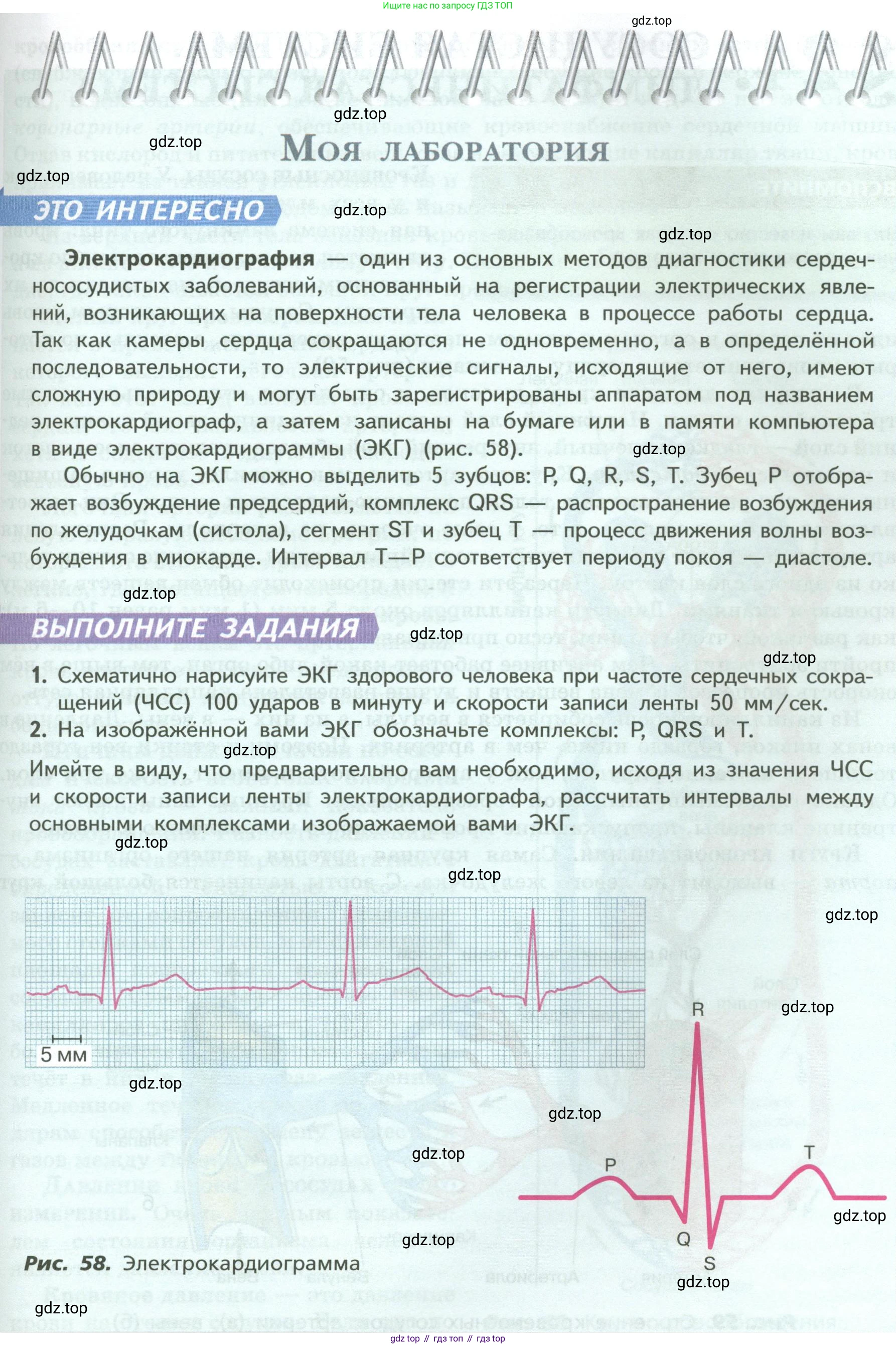 Биология, 9 класс Учебник, авторы: Пасечник Владимир Васильевич, Каменский Андрей Александрович, Швецов Глеб Геннадьевич, Гапонюк Зоя Георгиевна, издательство Просвещение, Москва, 2023, белого цвета, страница 115, Условие