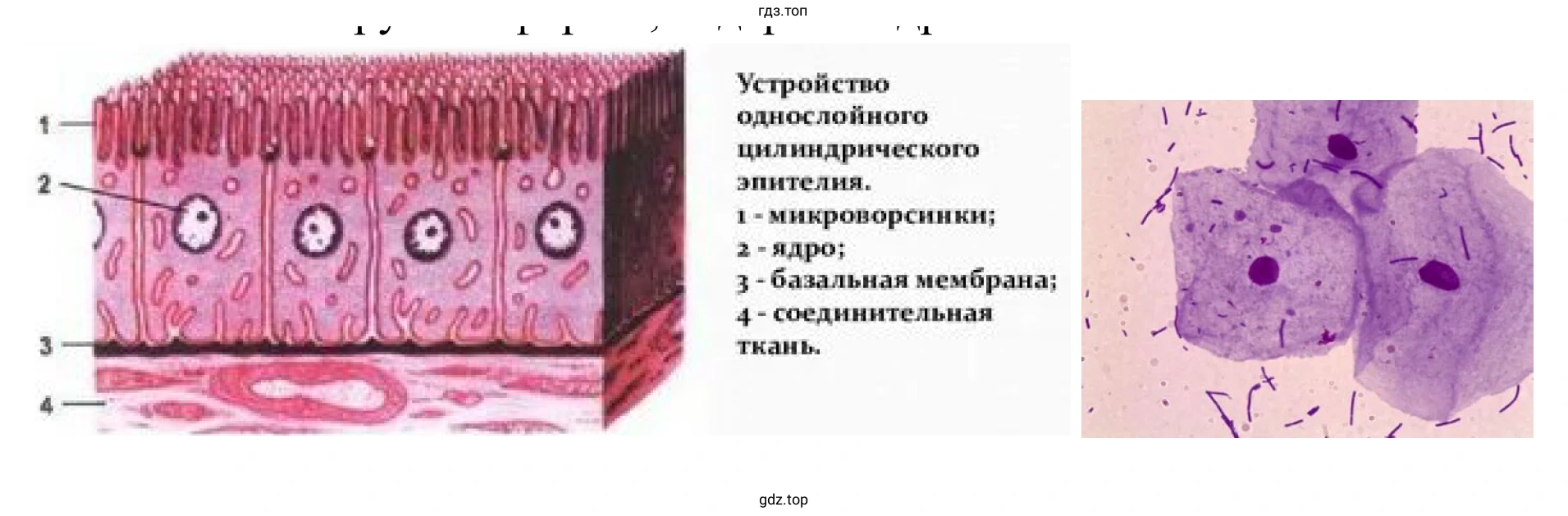 Рисунок. Форма клетки