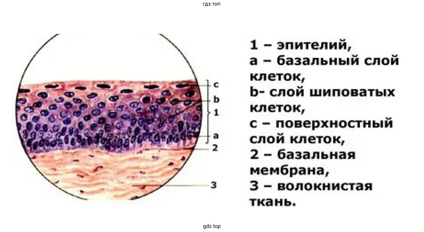 Многослойный плоский неороговевающий эпителий (роговица)