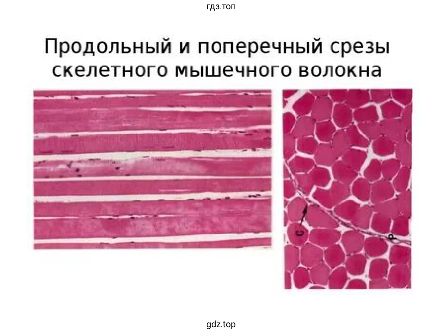 Продольный и поперечный срезы скелетного мышечного волокна
