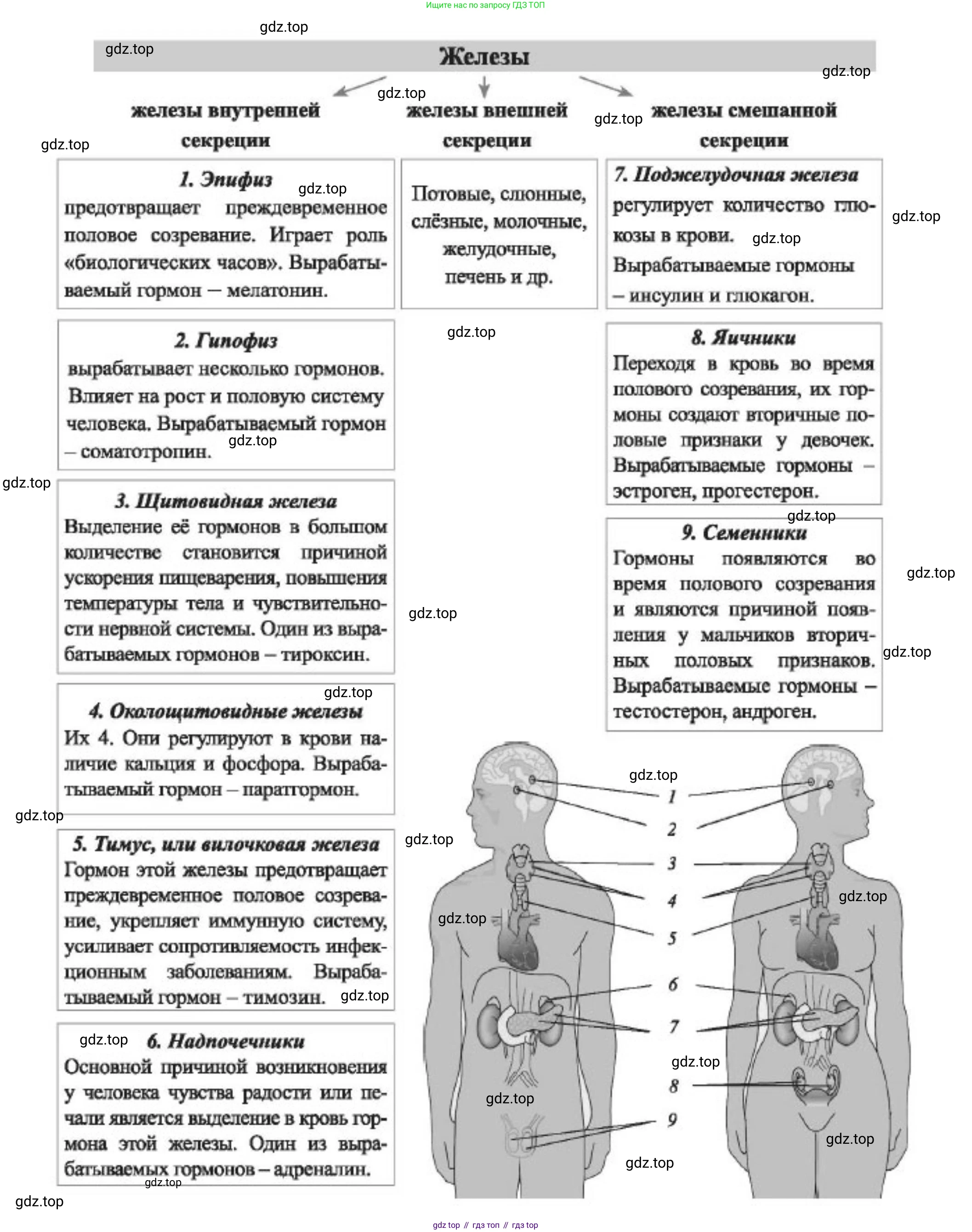 ГДЗ Биология, 9 класс Учебник, авторы: Пасечник Владимир Васильевич, Каменский Андрей Александрович, Швецов Глеб Геннадьевич, Гапонюк Зоя Георгиевна, издательство Просвещение, Москва, 2023, белого цвета, страница 69, Решение (продолжение 2)