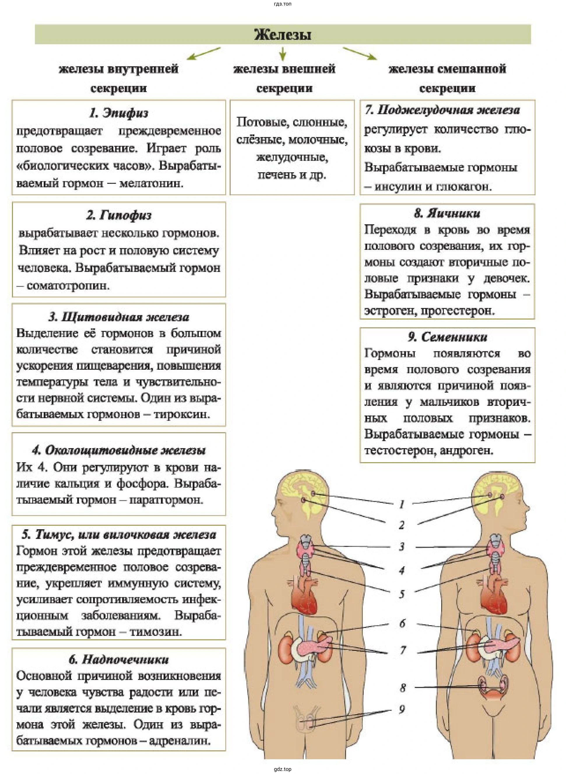 Ментальная карта, характеризующая функции желёз внутренней секреции и отражающую признаки и особенности действия гормонов