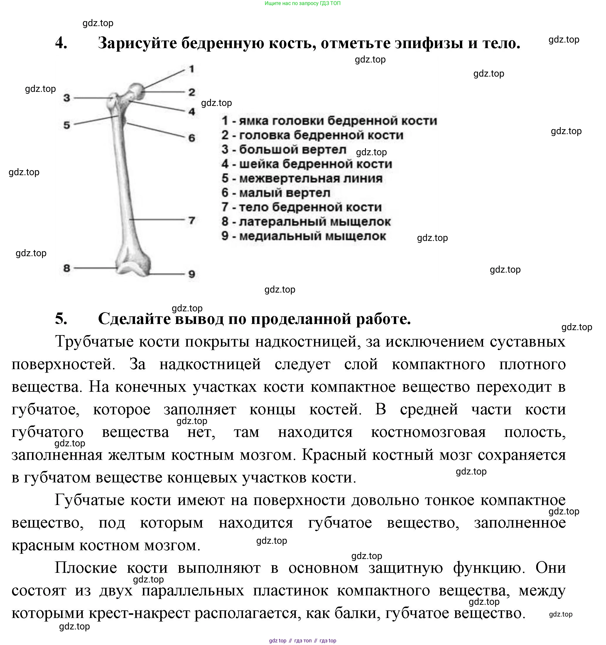 ГДЗ Биология, 9 класс Учебник, авторы: Пасечник Владимир Васильевич, Каменский Андрей Александрович, Швецов Глеб Геннадьевич, Гапонюк Зоя Георгиевна, издательство Просвещение, Москва, 2023, белого цвета, страница 77, Решение (продолжение 4)
