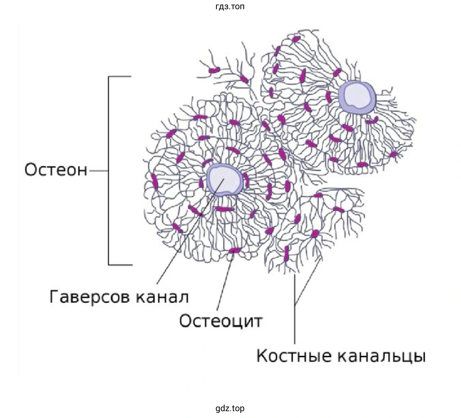 Микроскопическое строение костной ткани