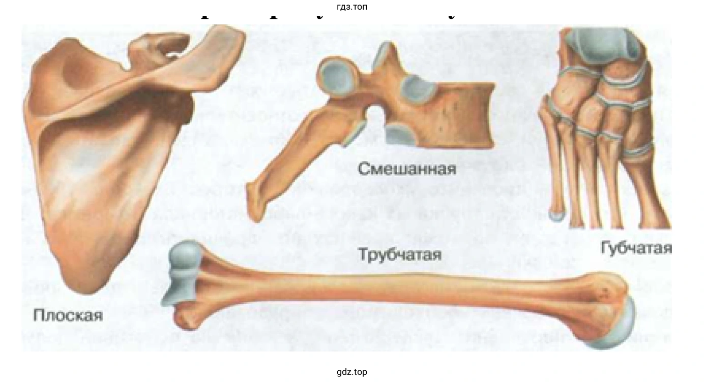 Типы костей