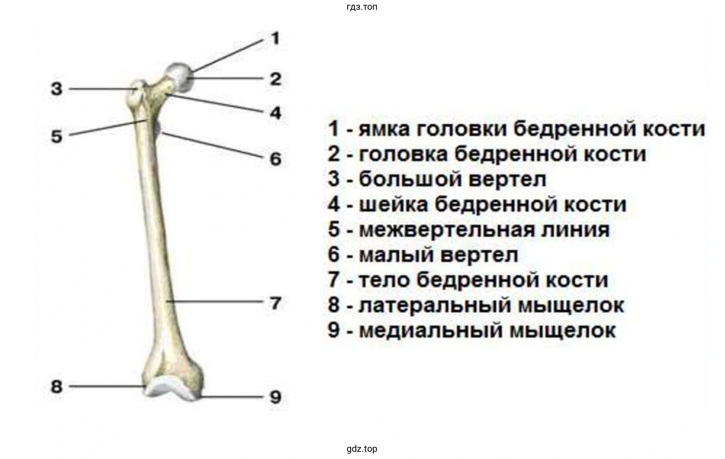 Рисунок 3. Бедренная кость