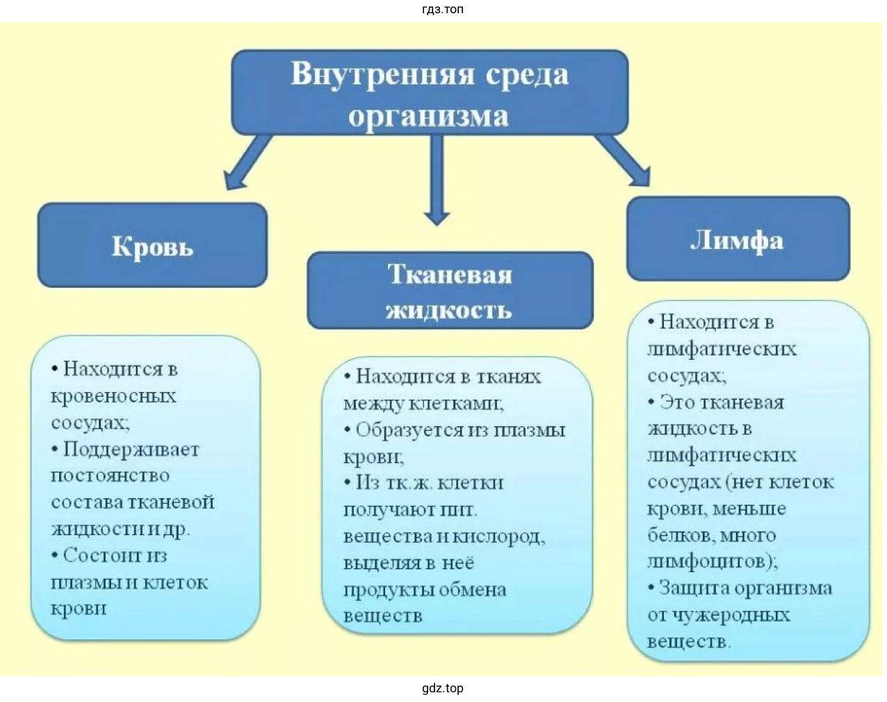 Схема. Внутренняя среда организма, её компоненты и функции
