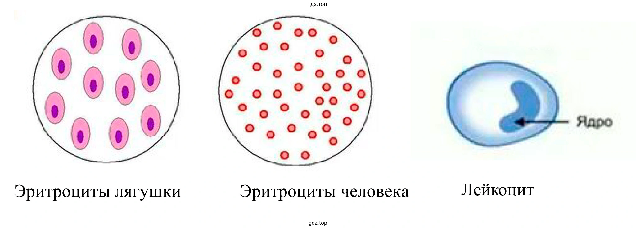 Эритроциты лягушки, эритроциты человека, лейкоцит