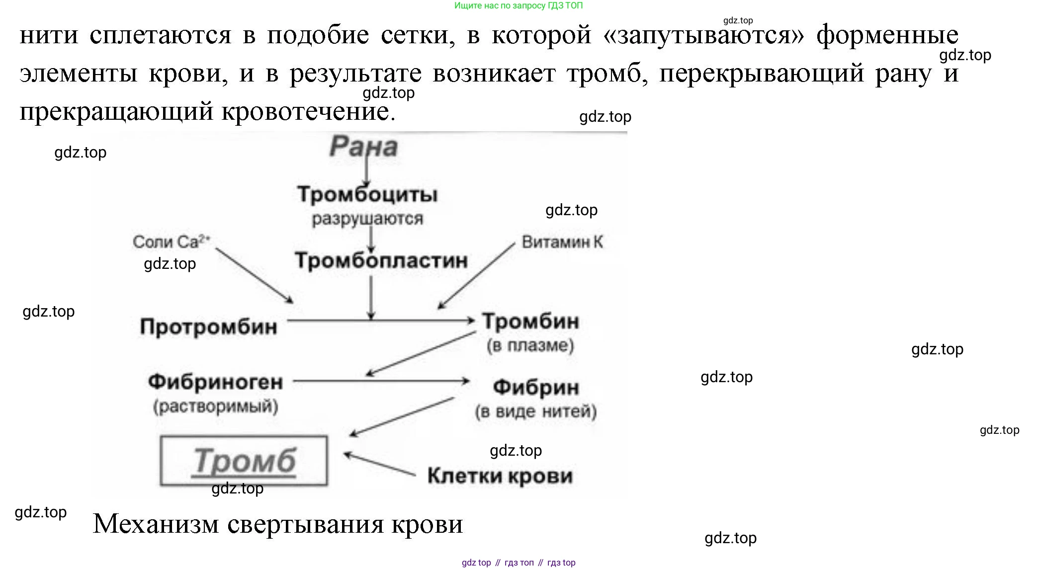 Биология, 9 класс Учебник, авторы: Пасечник Владимир Васильевич, Каменский Андрей Александрович, Швецов Глеб Геннадьевич, Гапонюк Зоя Георгиевна, издательство Просвещение, Москва, 2023, белого цвета, страница 104, номер 1, Решение (продолжение 2)