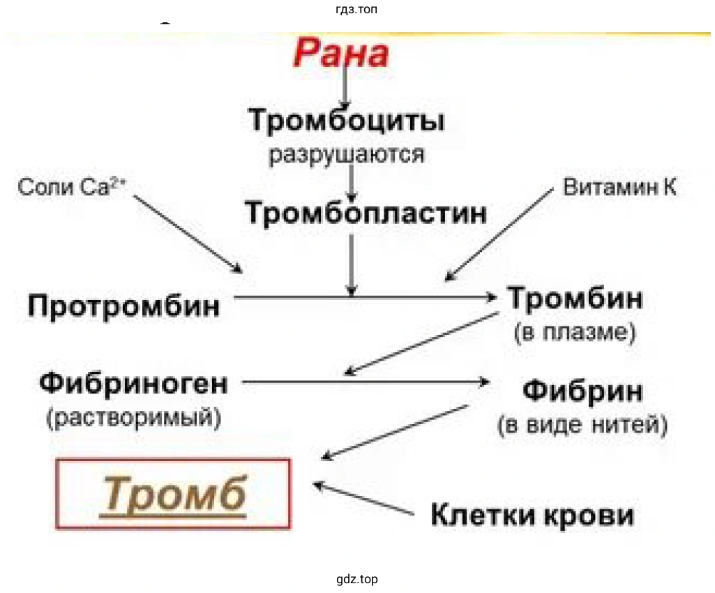 Рисунок. Механизм свертывания крови