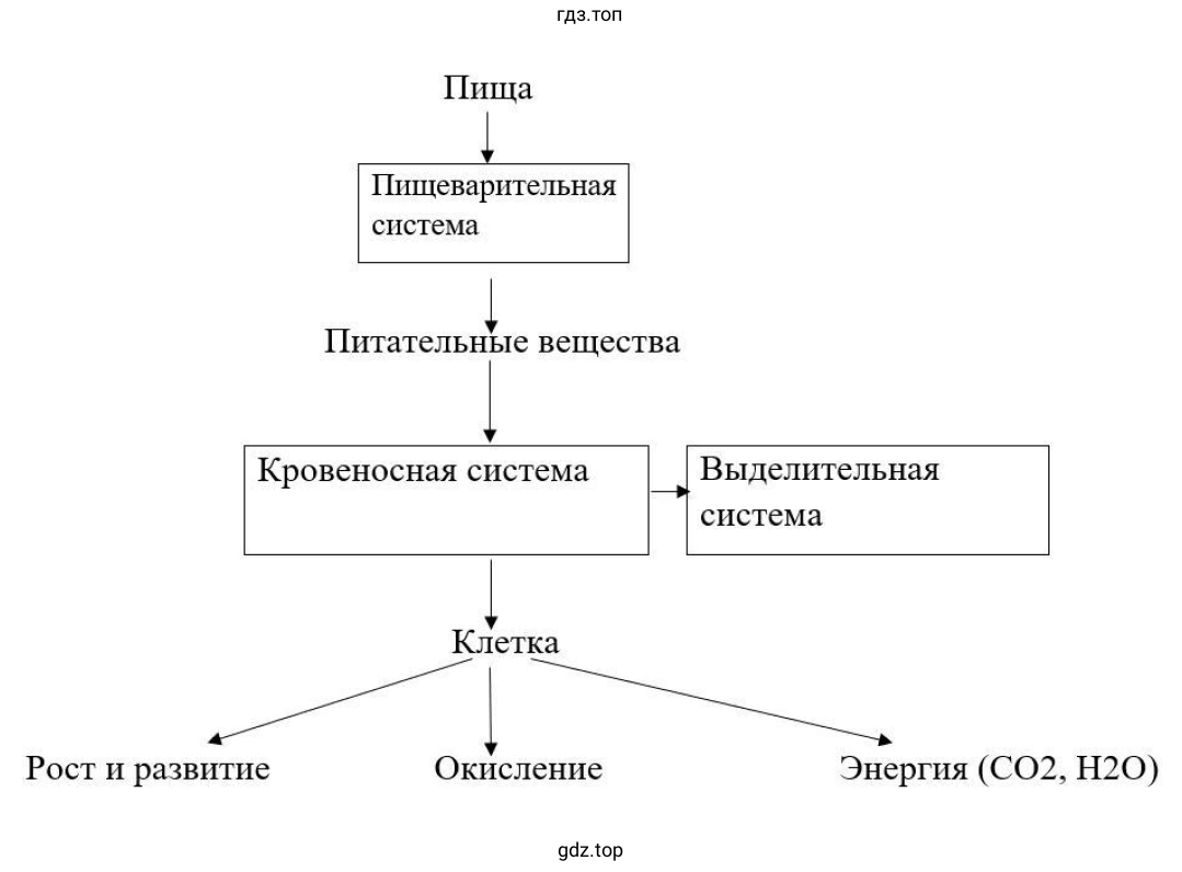 Схема. Взаимосвязи кровеносной и пищеварительной систем человека