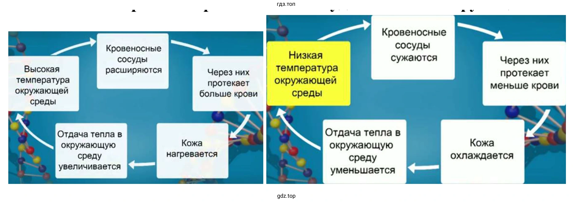 Механизм терморегуляции