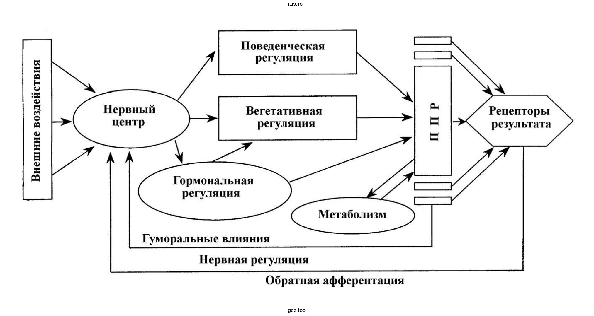 Рисунок. Схема работы функциональной системы