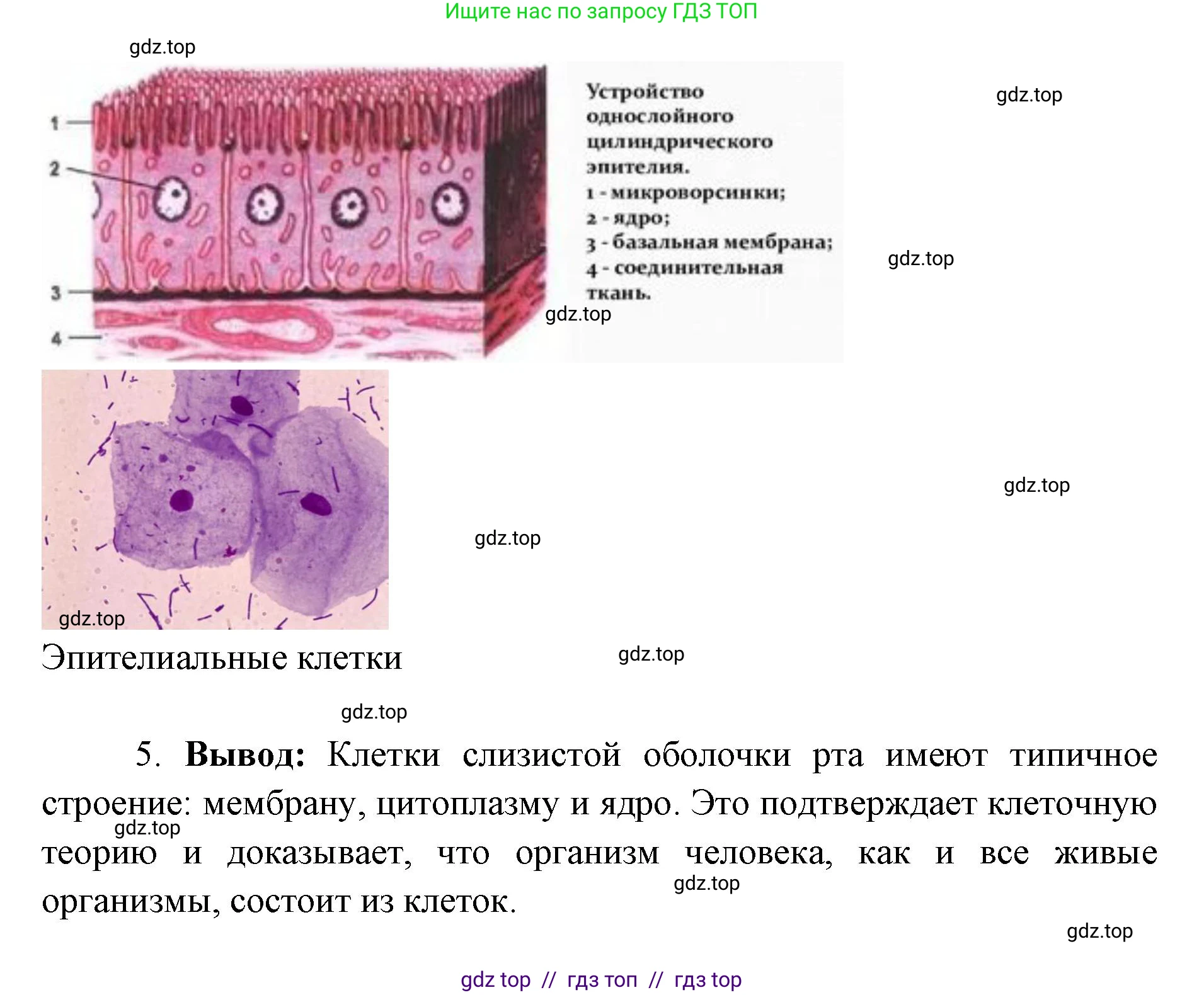 Биология, 9 класс Учебник, авторы: Пасечник Владимир Васильевич, Каменский Андрей Александрович, Швецов Глеб Геннадьевич, Гапонюк Зоя Георгиевна, издательство Просвещение, Москва, 2023, белого цвета, страница 31, Решение 2 (продолжение 3)