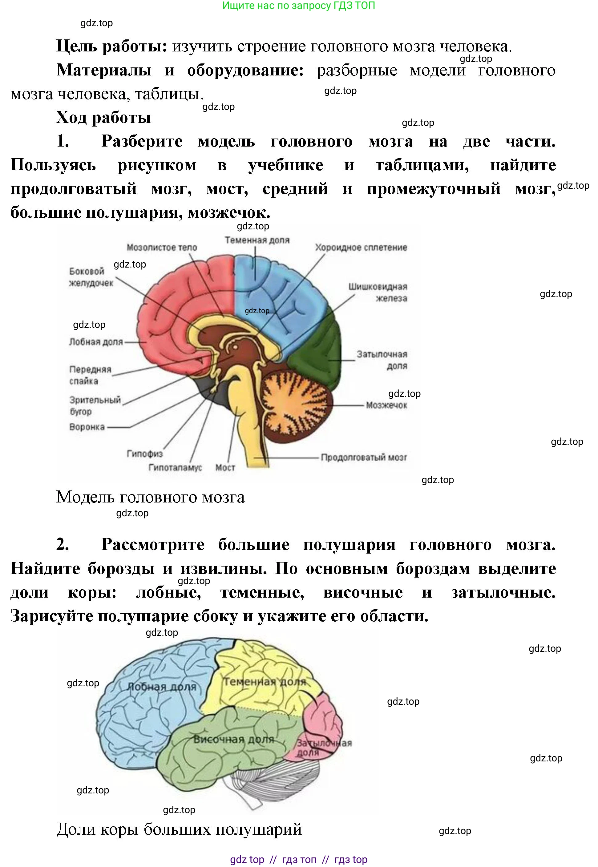 Биология, 9 класс Учебник, авторы: Пасечник Владимир Васильевич, Каменский Андрей Александрович, Швецов Глеб Геннадьевич, Гапонюк Зоя Георгиевна, издательство Просвещение, Москва, 2023, белого цвета, страница 58, Решение 2 (продолжение 2)