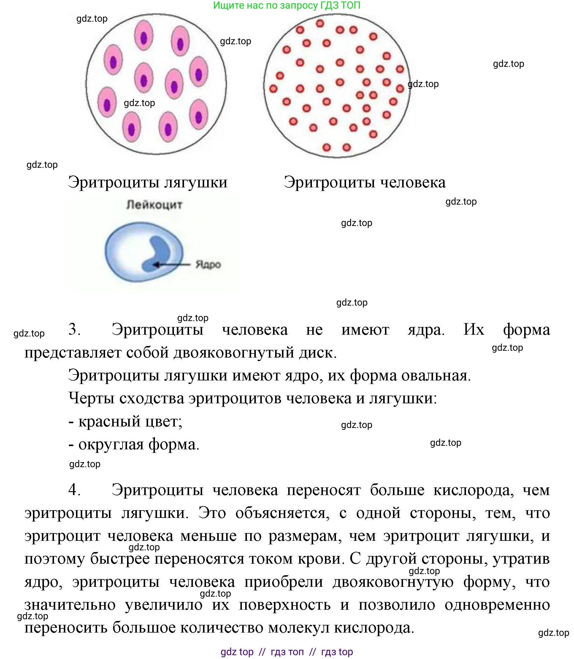 Биология, 9 класс Учебник, авторы: Пасечник Владимир Васильевич, Каменский Андрей Александрович, Швецов Глеб Геннадьевич, Гапонюк Зоя Георгиевна, издательство Просвещение, Москва, 2023, белого цвета, страница 100, Решение 2 (продолжение 2)