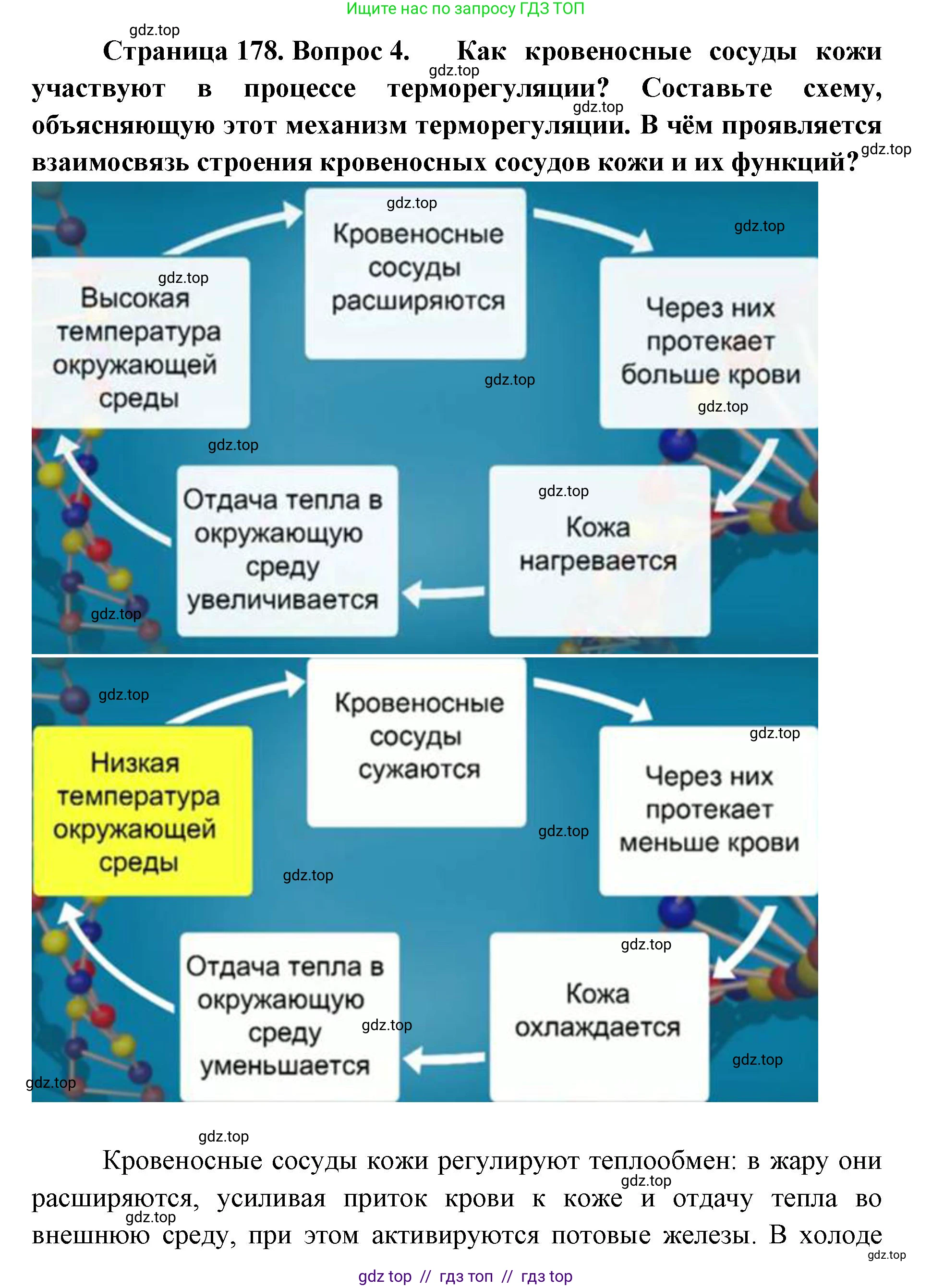 Биология, 9 класс Учебник, авторы: Пасечник Владимир Васильевич, Каменский Андрей Александрович, Швецов Глеб Геннадьевич, Гапонюк Зоя Георгиевна, издательство Просвещение, Москва, 2023, белого цвета, страница 178, номер 4, Решение 2