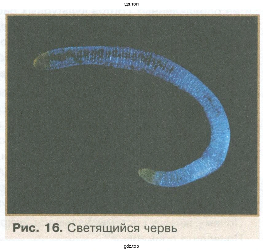 Рис. 16. Светящийся червь