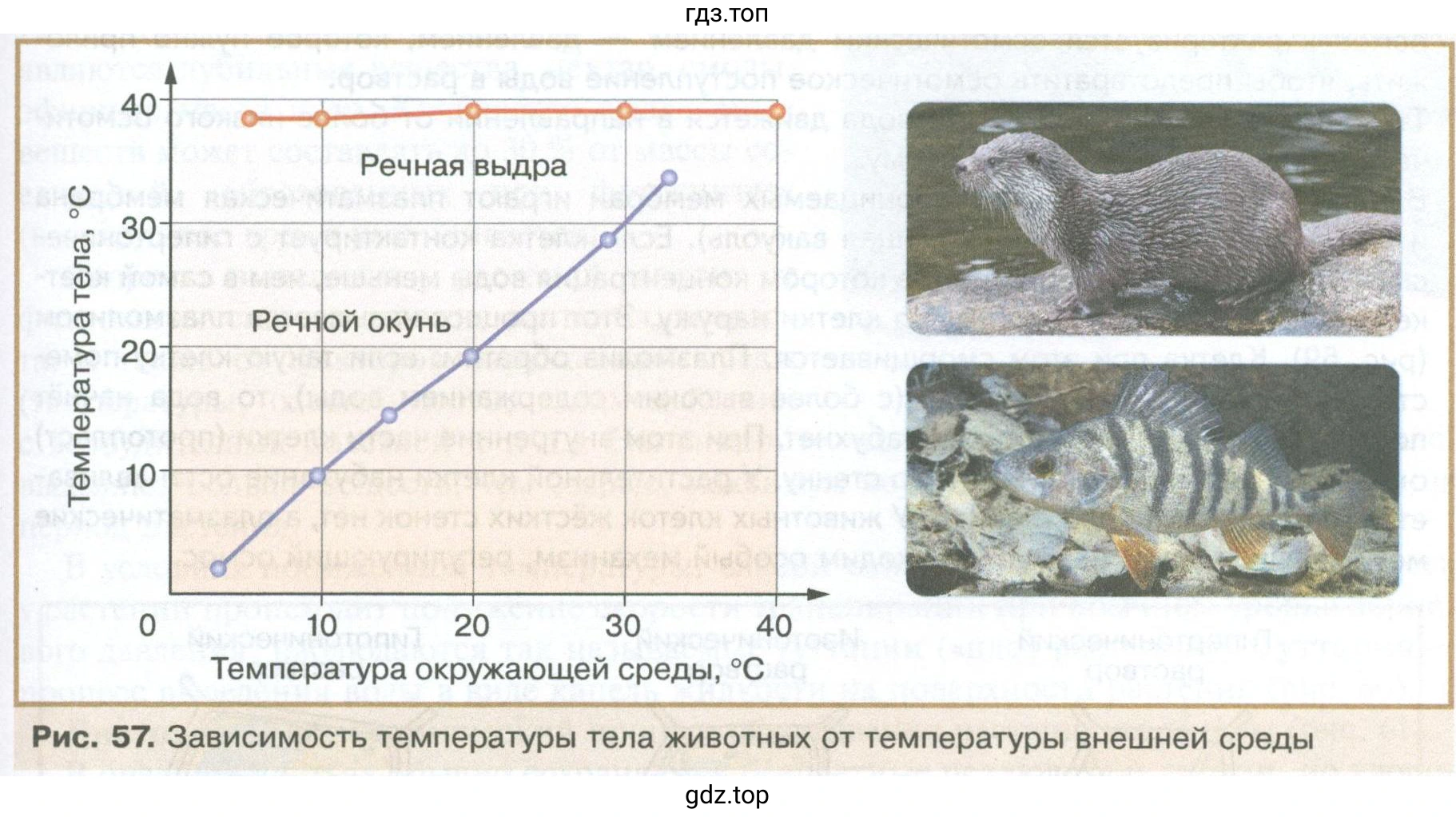 Рис. 57. Зависимость температуры тела животных от температуры внешней среды