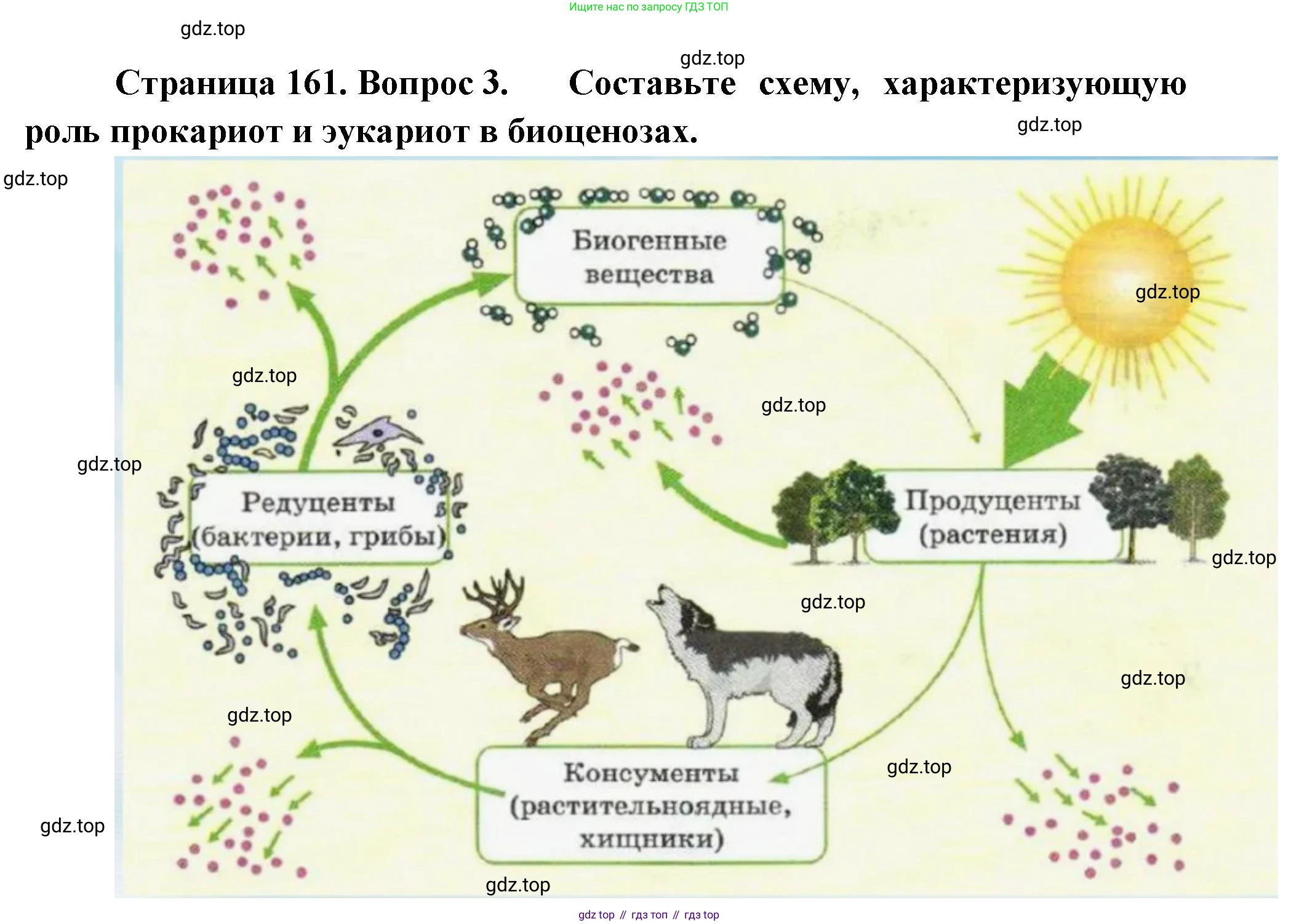 ГДЗ Биология, 10 класс Учебник, авторы: Пасечник Владимир Васильевич, Каменский Андрей Александрович, Рубцов Александр Михайлович, Швецов Глеб Геннадьевич, Абовян Леван Арташесович, Гапонюк Зоя Георгиевна, издательство Просвещение, Москва, 2024, коричневого цвета, Часть 1, страница 161, номер 3, Решение
