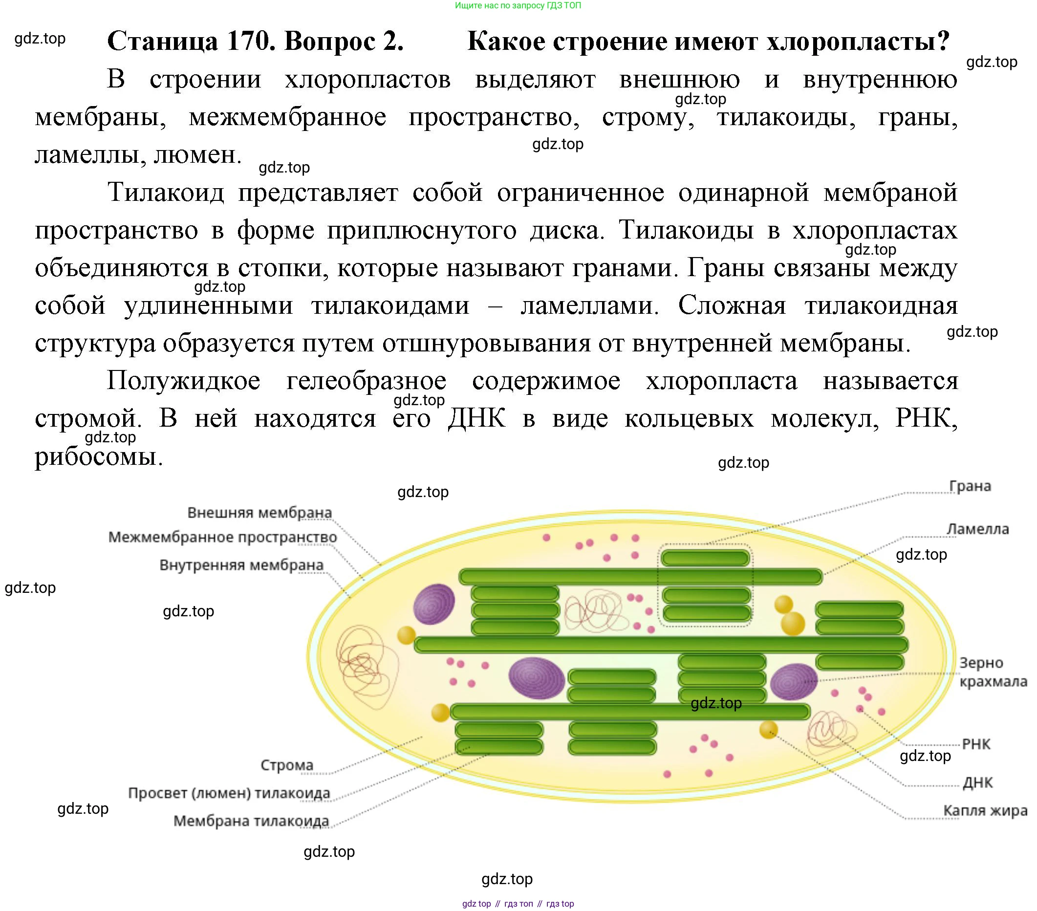 ГДЗ Биология, 10 класс Учебник, авторы: Пасечник Владимир Васильевич, Каменский Андрей Александрович, Рубцов Александр Михайлович, Швецов Глеб Геннадьевич, Абовян Леван Арташесович, Гапонюк Зоя Георгиевна, издательство Просвещение, Москва, 2024, коричневого цвета, Часть 1, страница 170, номер 2, Решение