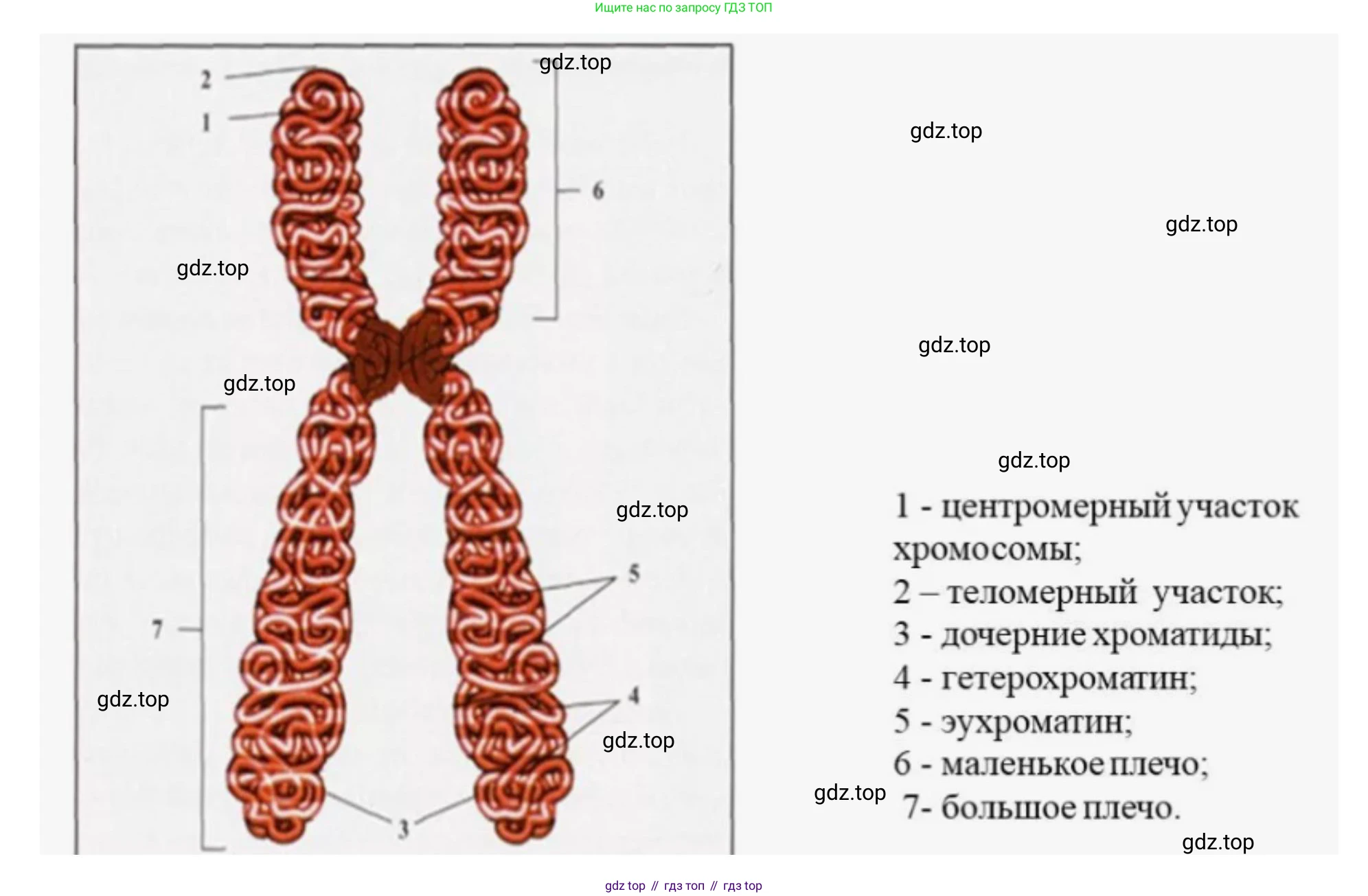 ГДЗ Биология, 10 класс Учебник, авторы: Пасечник Владимир Васильевич, Каменский Андрей Александрович, Рубцов Александр Михайлович, Швецов Глеб Геннадьевич, Абовян Леван Арташесович, Гапонюк Зоя Георгиевна, издательство Просвещение, Москва, 2024, коричневого цвета, Часть 1, страница 236, номер 5, Решение (продолжение 2)