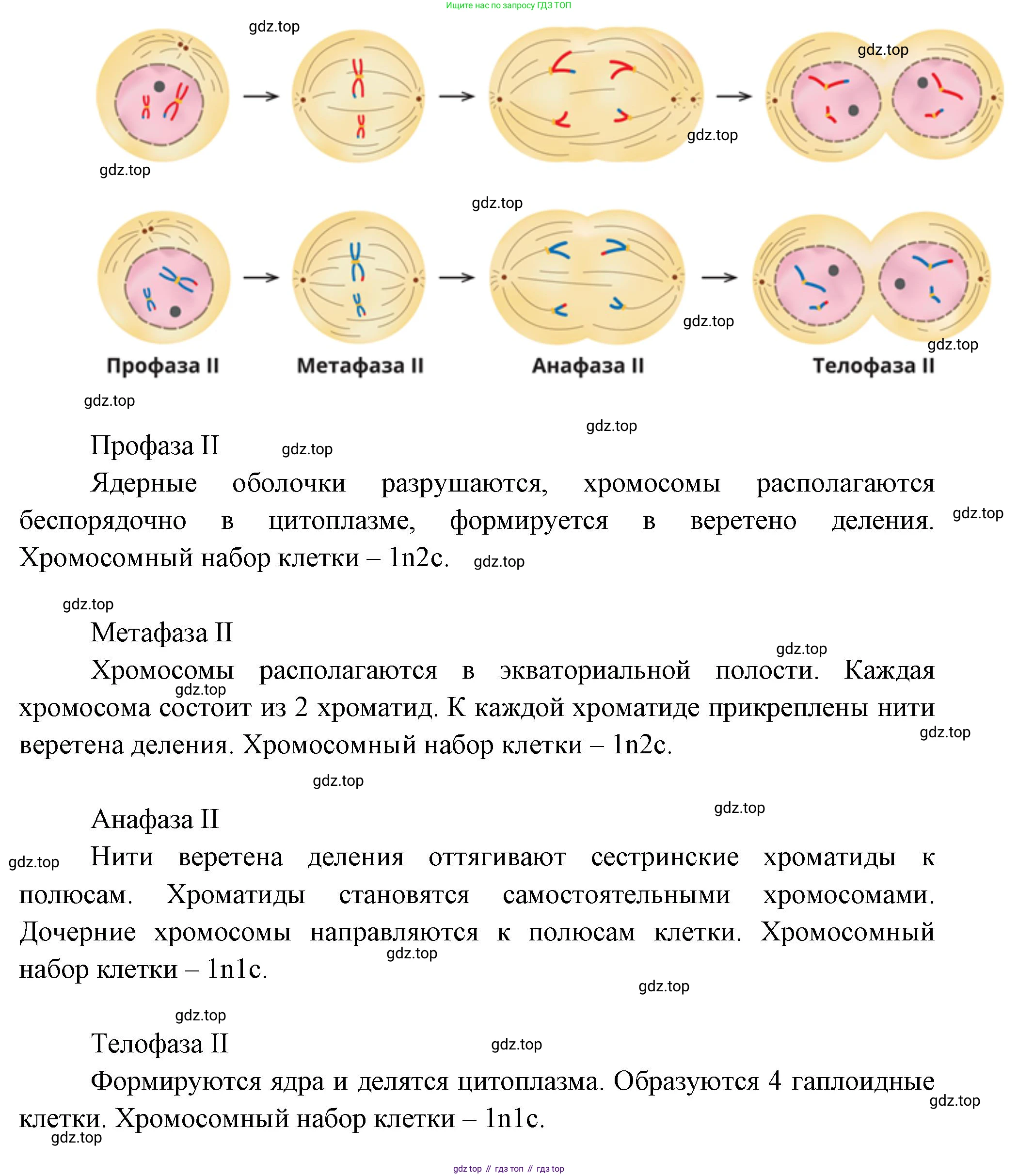 ГДЗ Биология, 10 класс Учебник, авторы: Пасечник Владимир Васильевич, Каменский Андрей Александрович, Рубцов Александр Михайлович, Швецов Глеб Геннадьевич, Абовян Леван Арташесович, Гапонюк Зоя Георгиевна, издательство Просвещение, Москва, 2024, коричневого цвета, Часть 2, страница 109, номер 3, Решение (продолжение 3)