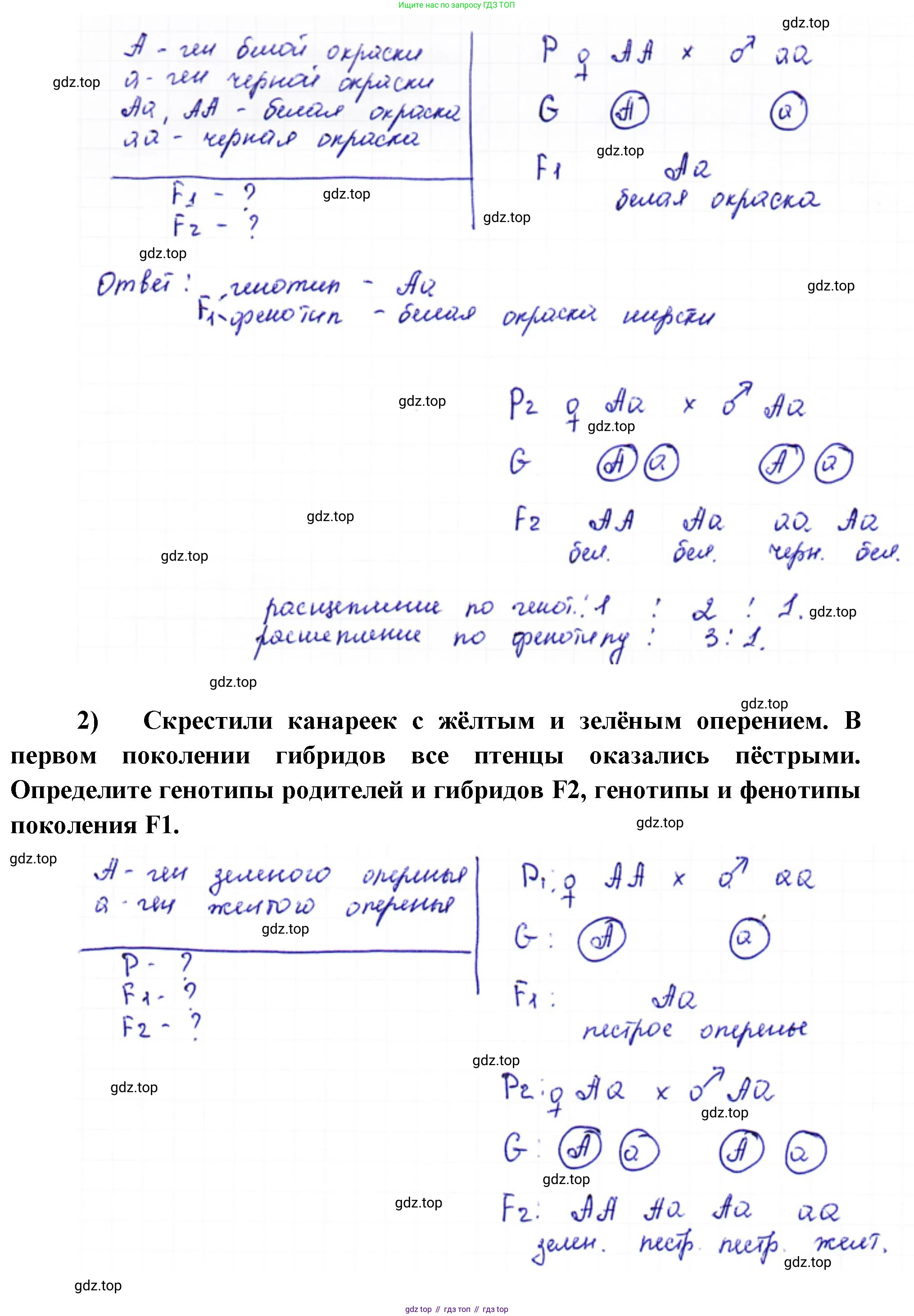 ГДЗ Биология, 10 класс Учебник, авторы: Пасечник Владимир Васильевич, Каменский Андрей Александрович, Рубцов Александр Михайлович, Швецов Глеб Геннадьевич, Абовян Леван Арташесович, Гапонюк Зоя Георгиевна, издательство Просвещение, Москва, 2024, коричневого цвета, Часть 2, страница 160, номер 6, Решение (продолжение 2)