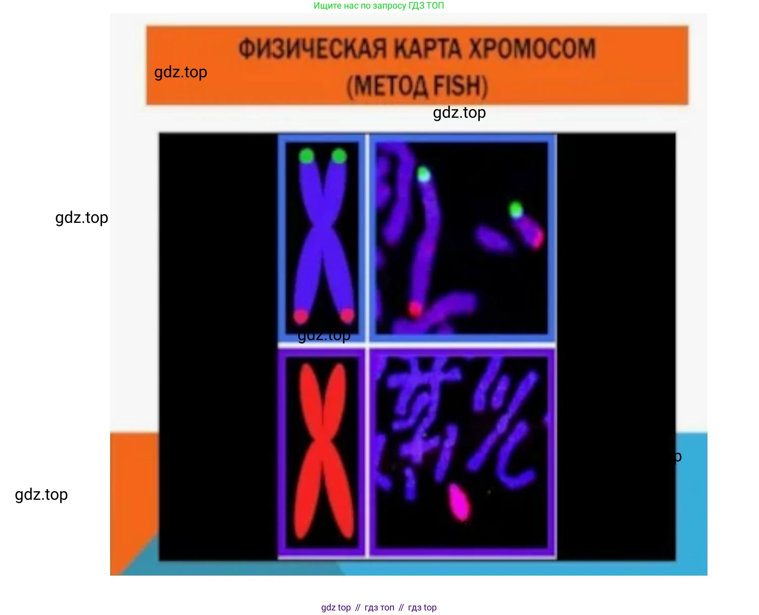ГДЗ Биология, 10 класс Учебник, авторы: Пасечник Владимир Васильевич, Каменский Андрей Александрович, Рубцов Александр Михайлович, Швецов Глеб Геннадьевич, Абовян Леван Арташесович, Гапонюк Зоя Георгиевна, издательство Просвещение, Москва, 2024, коричневого цвета, Часть 2, страница 224, номер 4, Решение (продолжение 2)