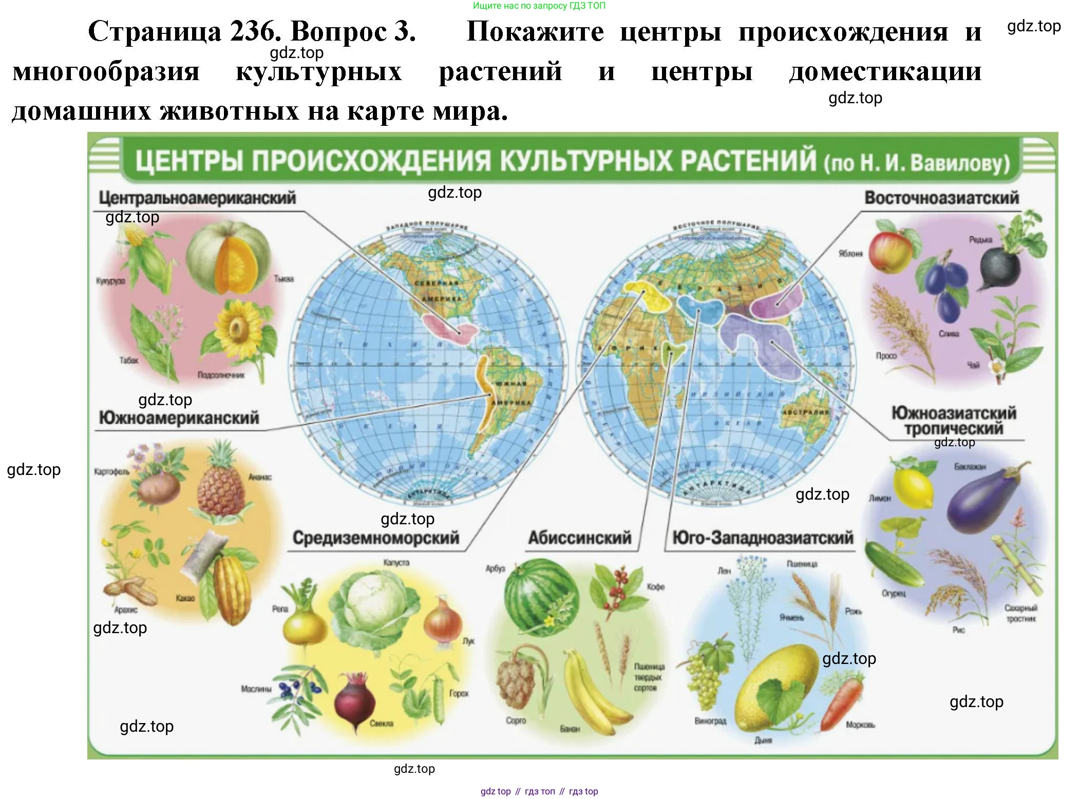 ГДЗ Биология, 10 класс Учебник, авторы: Пасечник Владимир Васильевич, Каменский Андрей Александрович, Рубцов Александр Михайлович, Швецов Глеб Геннадьевич, Абовян Леван Арташесович, Гапонюк Зоя Георгиевна, издательство Просвещение, Москва, 2024, коричневого цвета, Часть 2, страница 236, номер 3, Решение
