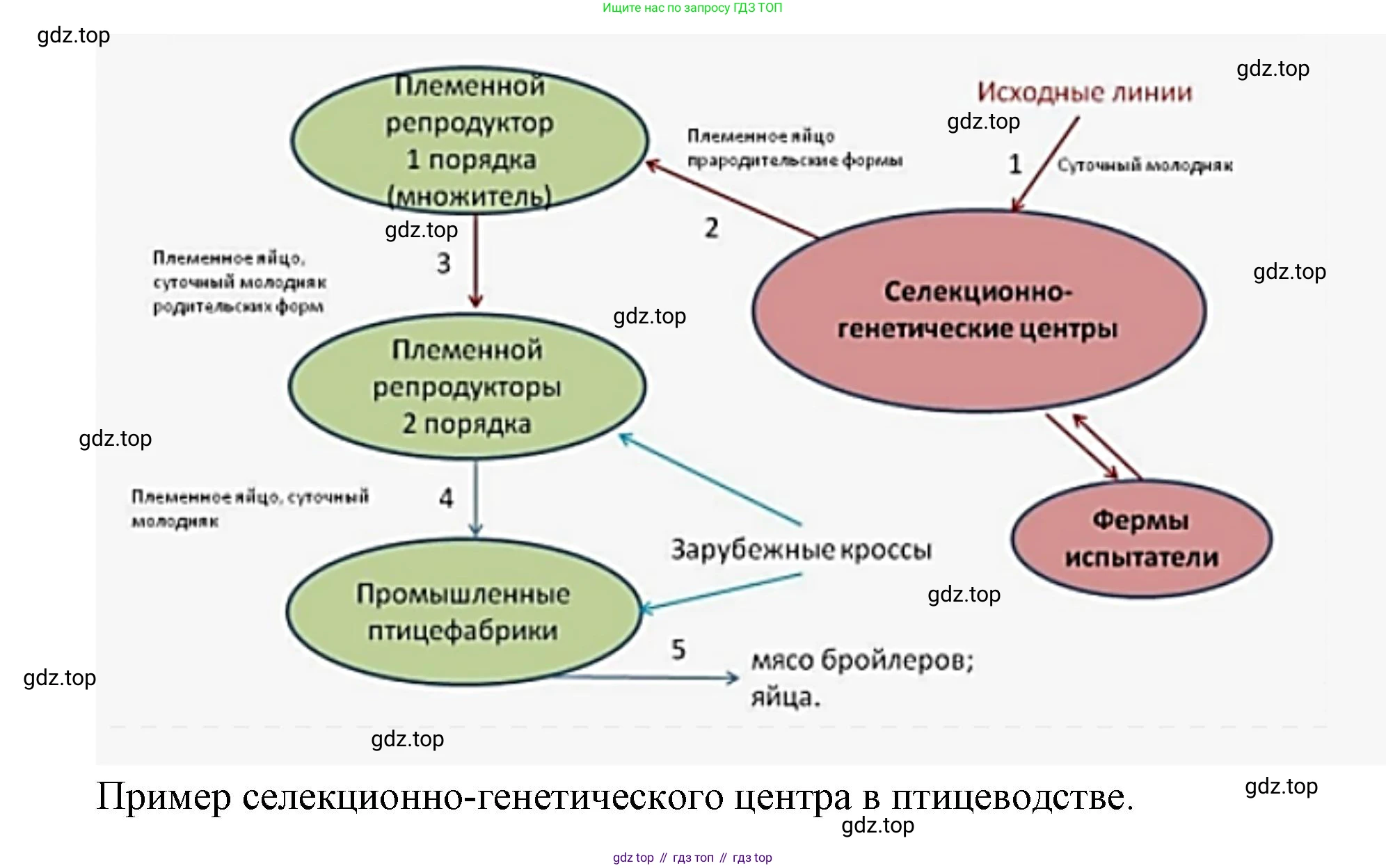 ГДЗ Биология, 10 класс Учебник, авторы: Пасечник Владимир Васильевич, Каменский Андрей Александрович, Рубцов Александр Михайлович, Швецов Глеб Геннадьевич, Абовян Леван Арташесович, Гапонюк Зоя Георгиевна, издательство Просвещение, Москва, 2024, коричневого цвета, Часть 2, страница 254, номер 12, Решение (продолжение 2)