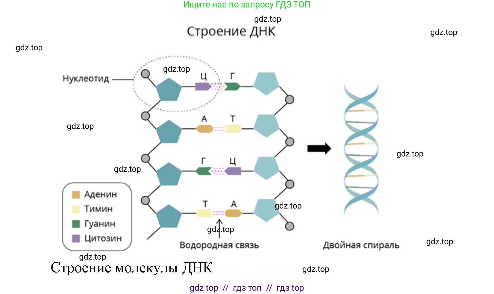 Биология, 10 класс Учебник, авторы: Пасечник Владимир Васильевич, Каменский Андрей Александрович, Рубцов Александр Михайлович, Швецов Глеб Геннадьевич, Абовян Леван Арташесович, Гапонюк Зоя Георгиевна, издательство Просвещение, Москва, 2024, коричневого цвета, Часть 1, страница 109, номер 2, Решение2 (продолжение 3)