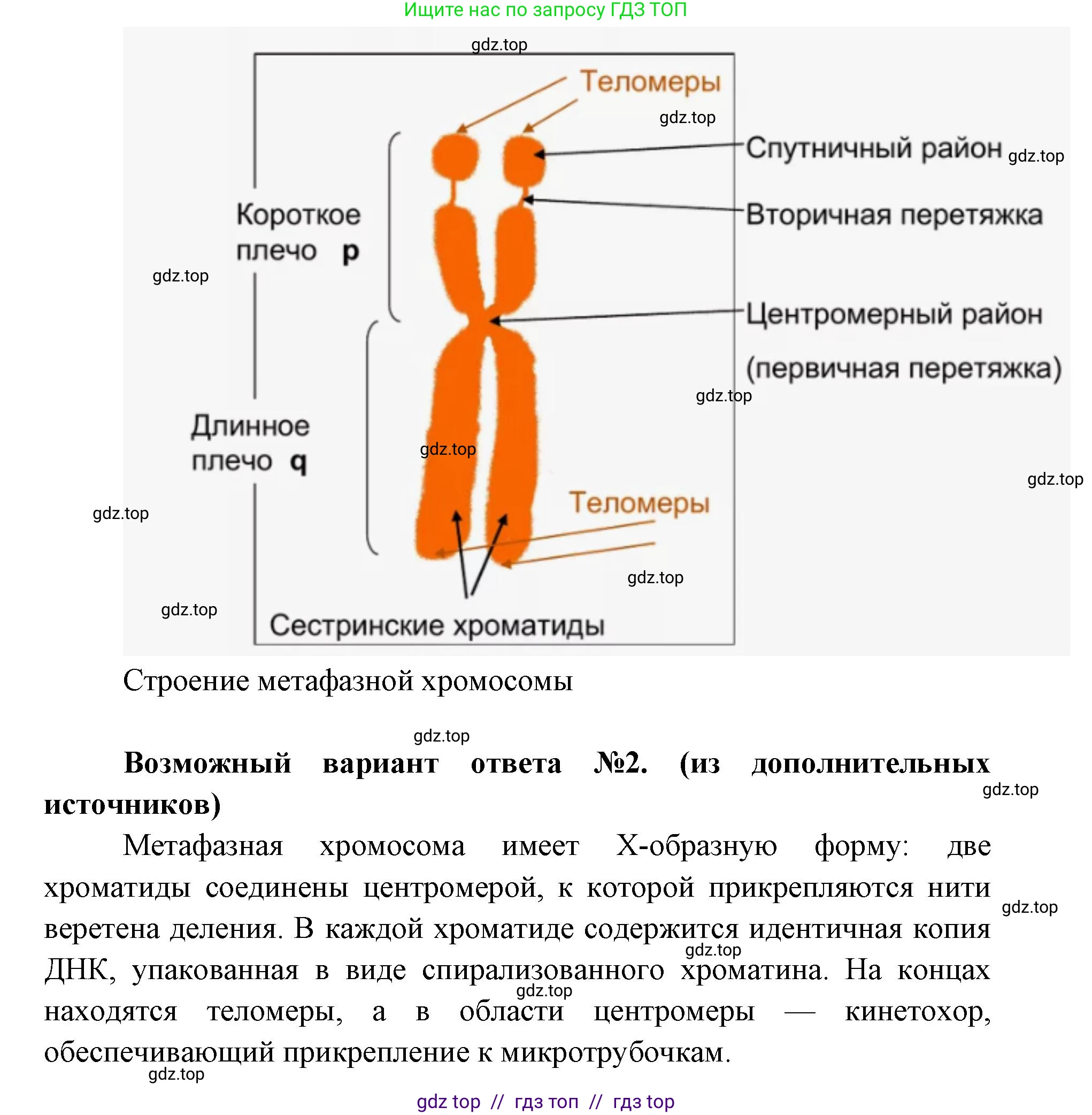 Биология, 10 класс Учебник, авторы: Пасечник Владимир Васильевич, Каменский Андрей Александрович, Рубцов Александр Михайлович, Швецов Глеб Геннадьевич, Абовян Леван Арташесович, Гапонюк Зоя Георгиевна, издательство Просвещение, Москва, 2024, коричневого цвета, Часть 1, страница 236, номер 5, Решение2 (продолжение 2)