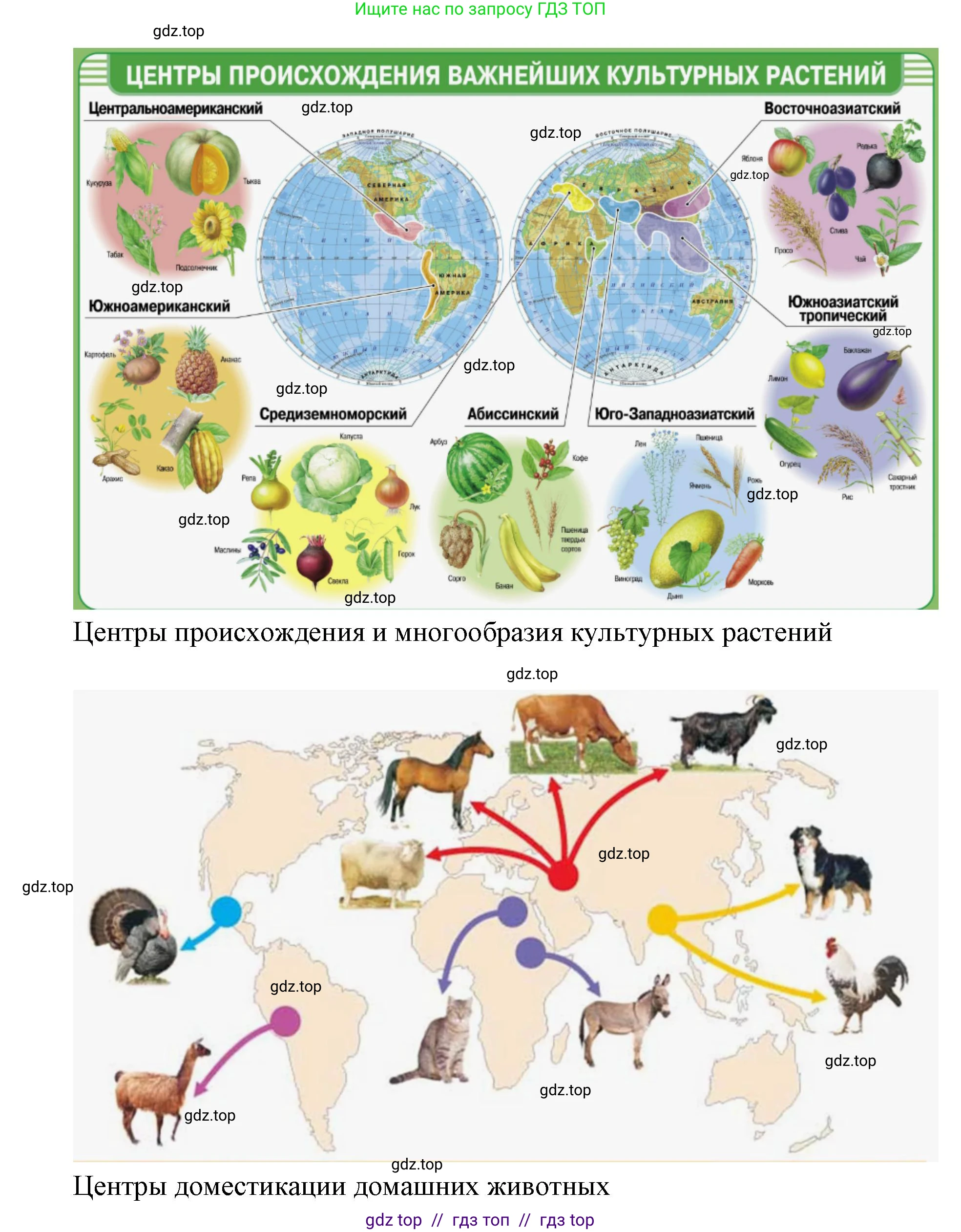 Биология, 10 класс Учебник, авторы: Пасечник Владимир Васильевич, Каменский Андрей Александрович, Рубцов Александр Михайлович, Швецов Глеб Геннадьевич, Абовян Леван Арташесович, Гапонюк Зоя Георгиевна, издательство Просвещение, Москва, 2024, коричневого цвета, Часть 2, страница 236, номер 3, Решение2 (продолжение 2)