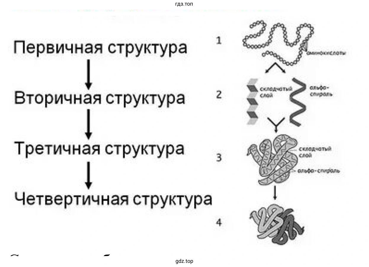 Рисунок 2. Схема. Структура белка.