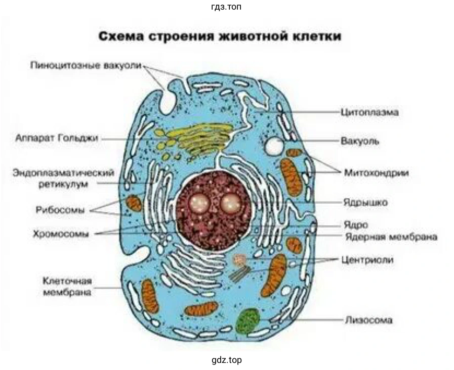 Рисунок 2. Схема строения животной клетки.