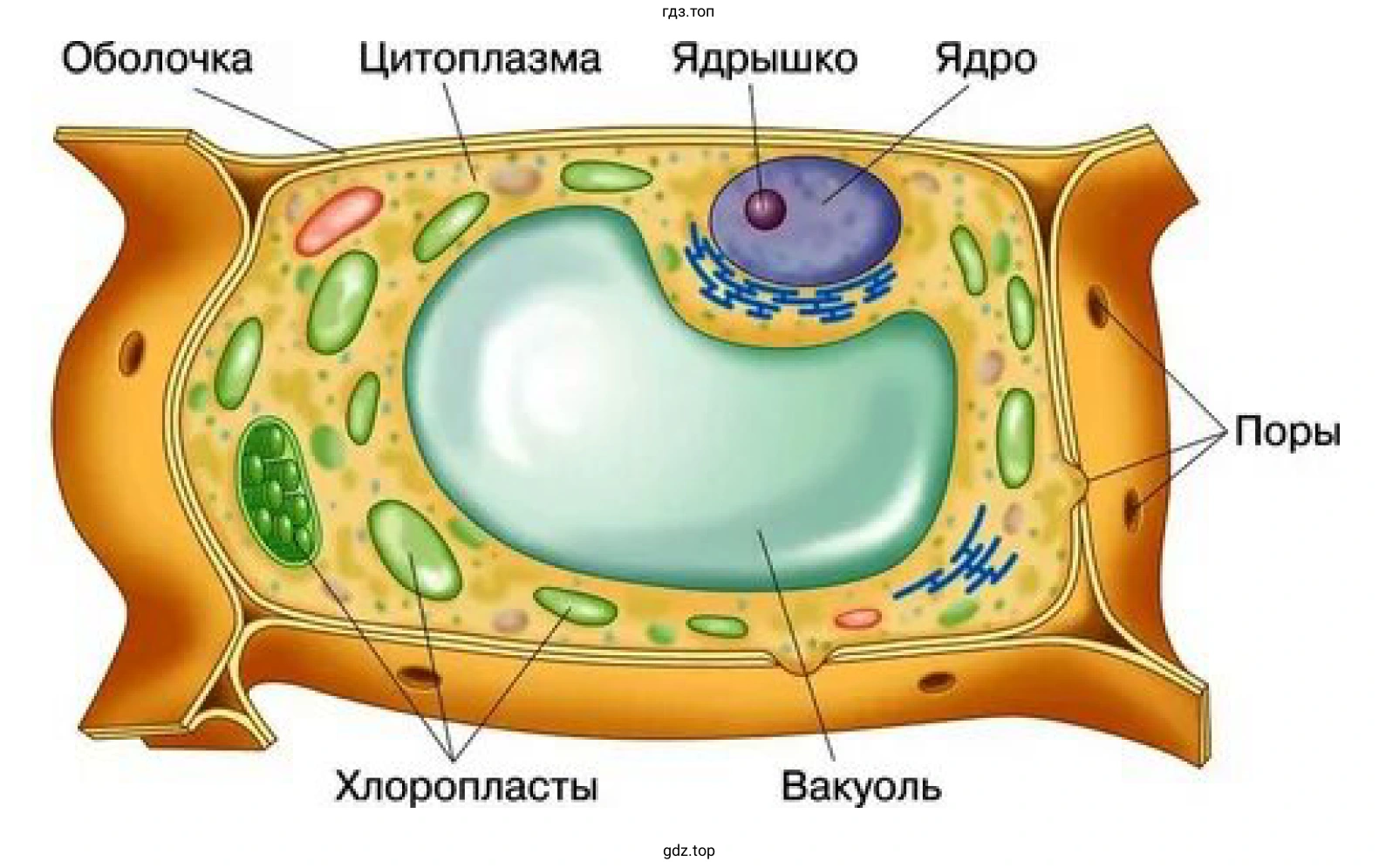 Рисунок 3. Схема строения растительной клетки.